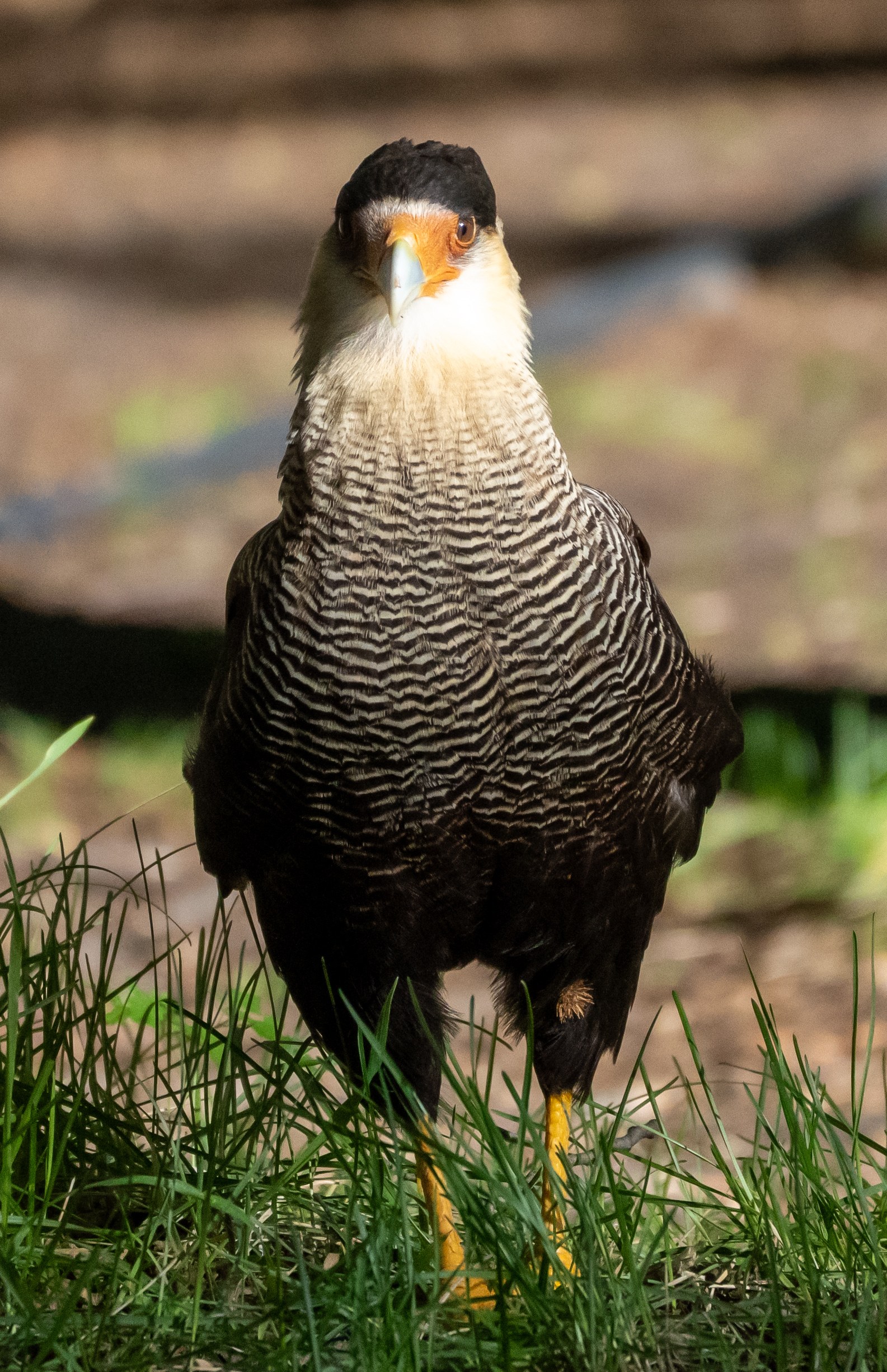 Crested Caracara