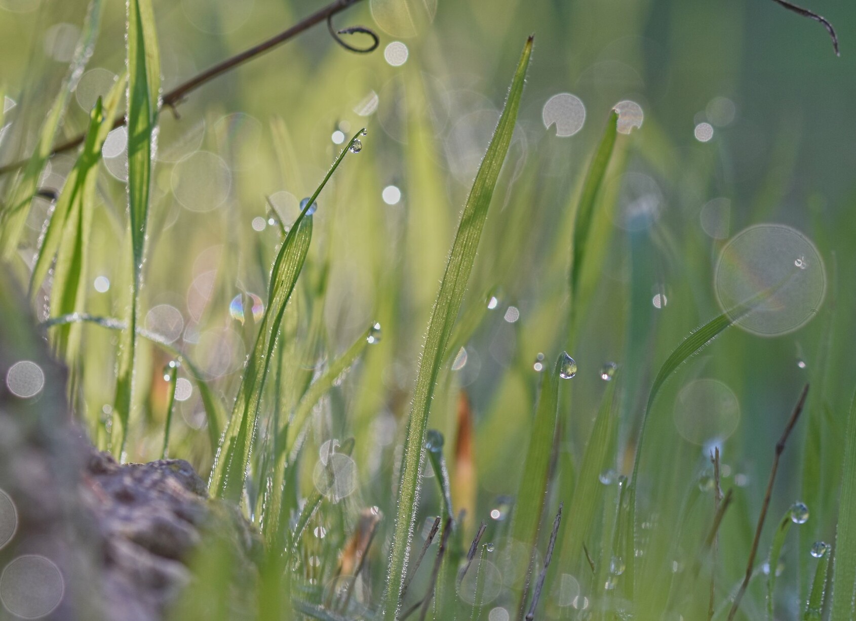 Water droplets on grass