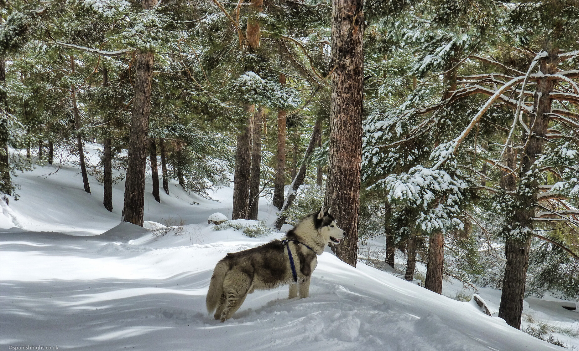 Khumbu Siberian Husky in the snowy forest