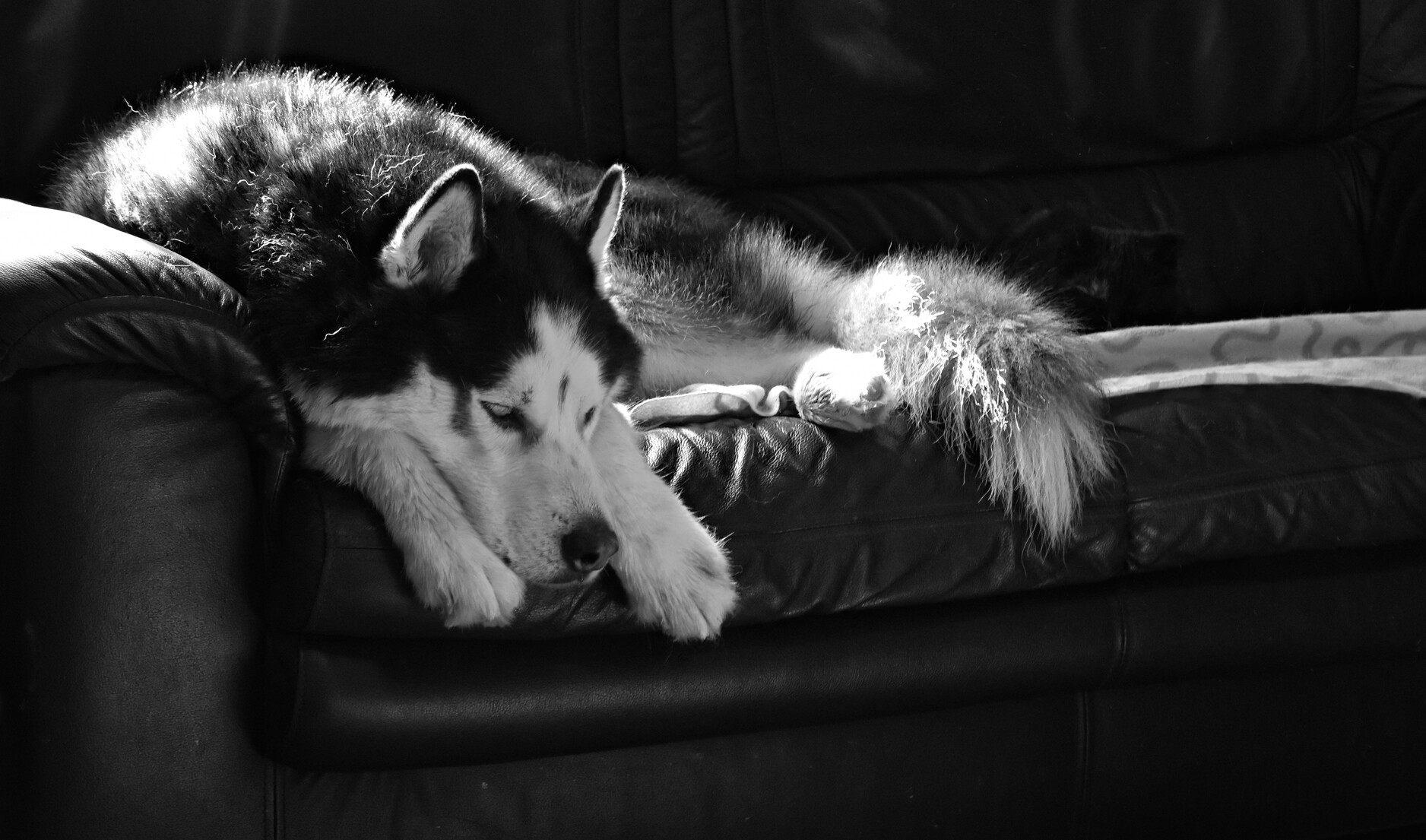 Black and white picture of Arko the husky snoozing on the sofa with Sooty the cat next to him