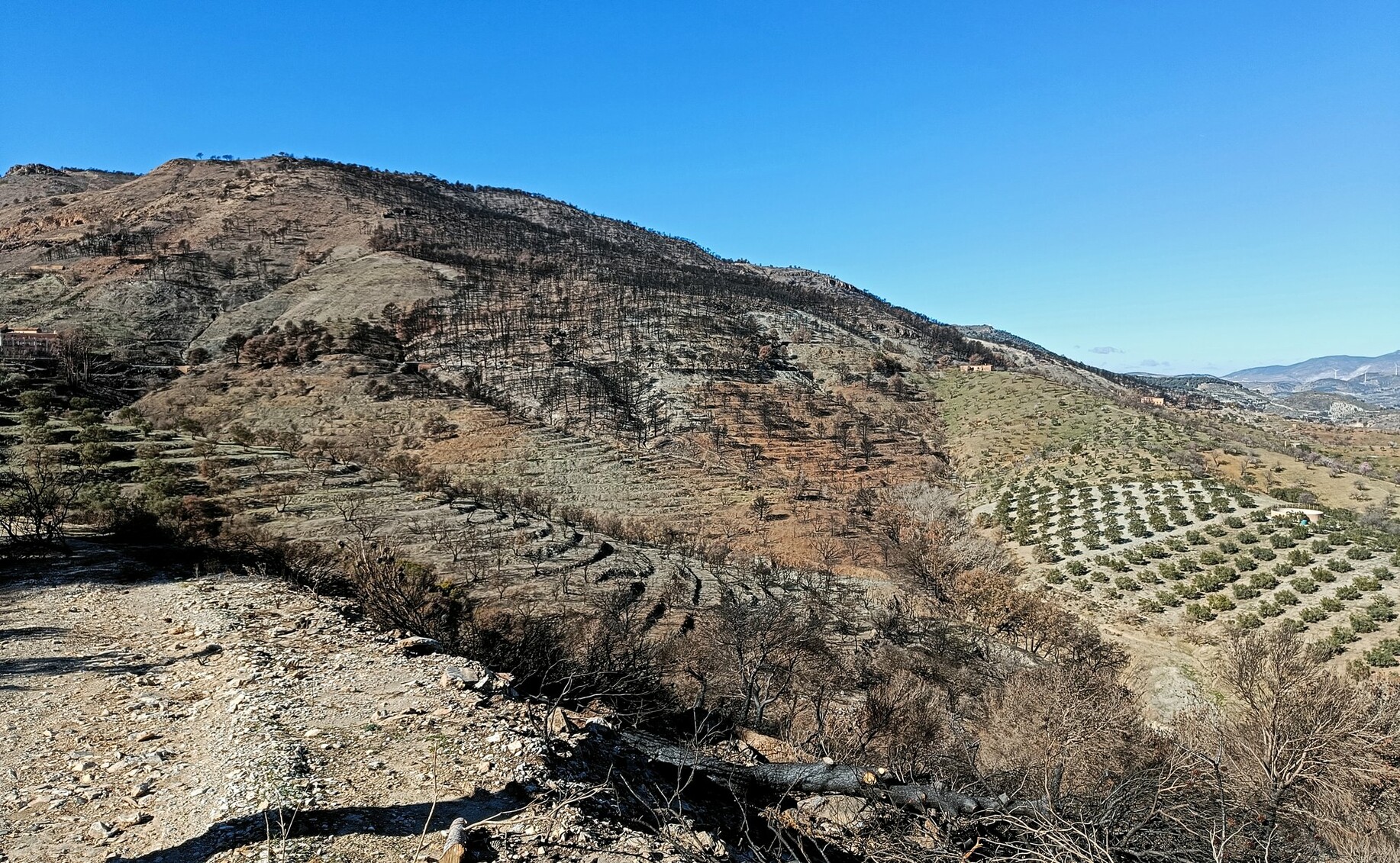 Showing a clear line from the wildfire battle, what got to live and what burnt.