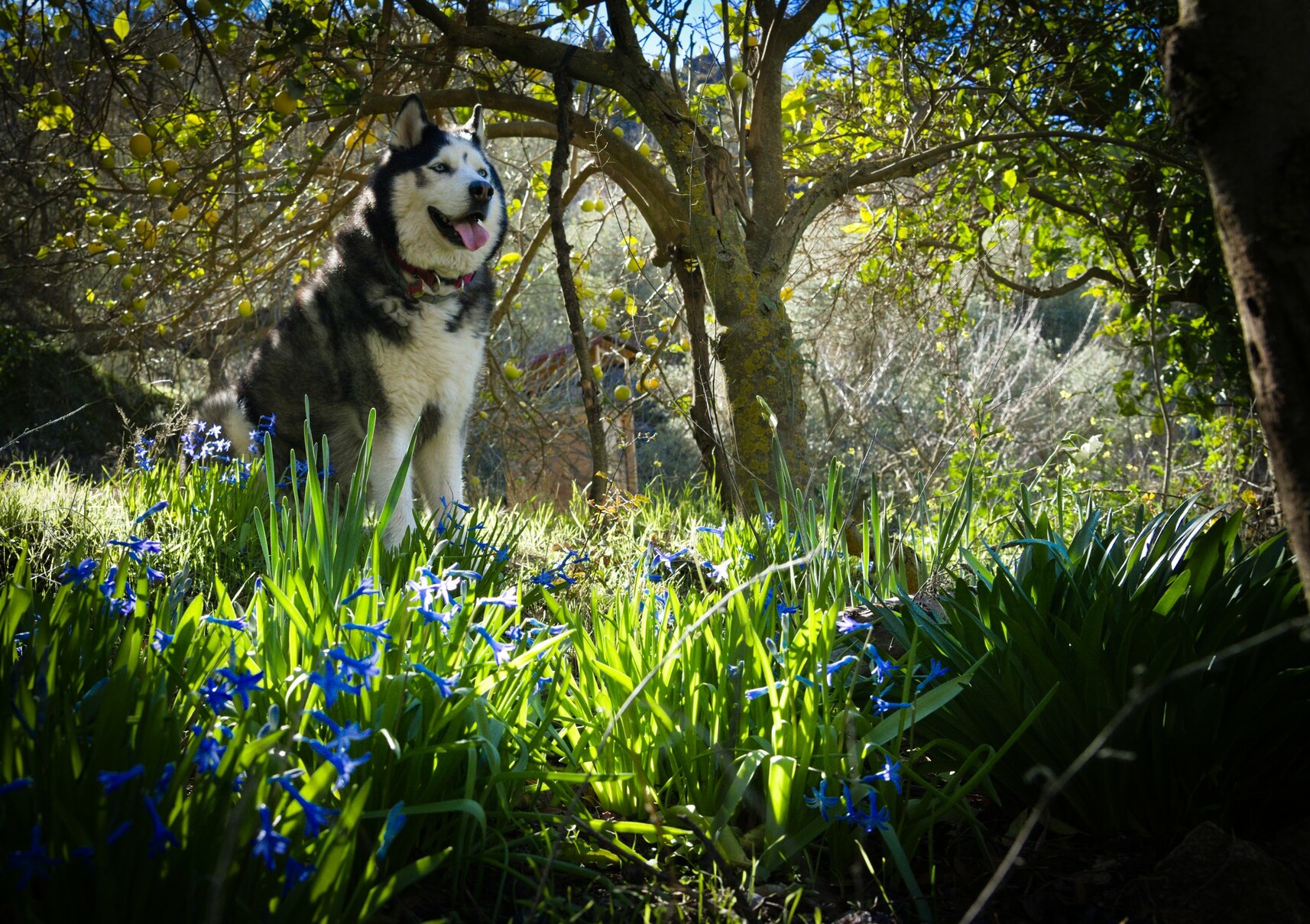 Siberian Husky Arko sitting among the hyacinth flowers with lemons hanging on a lemon tree behind