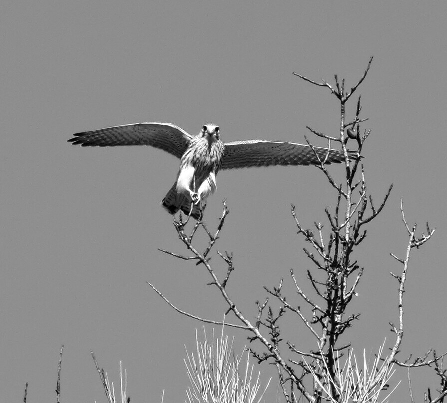 Black and white picture of a Common Kestrel staring straight at the camera while trying to land on a twig