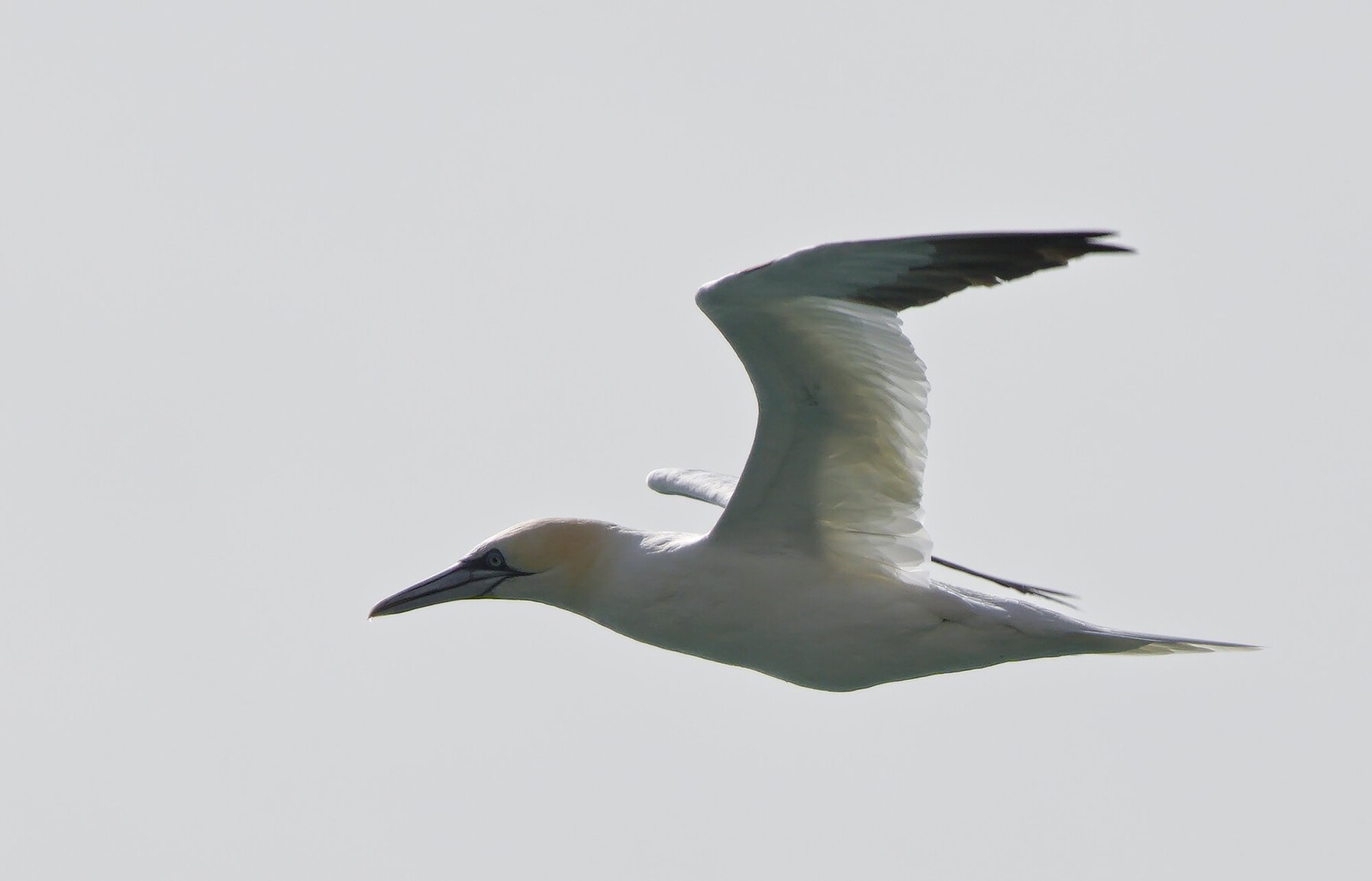 A Gannet bird flying past