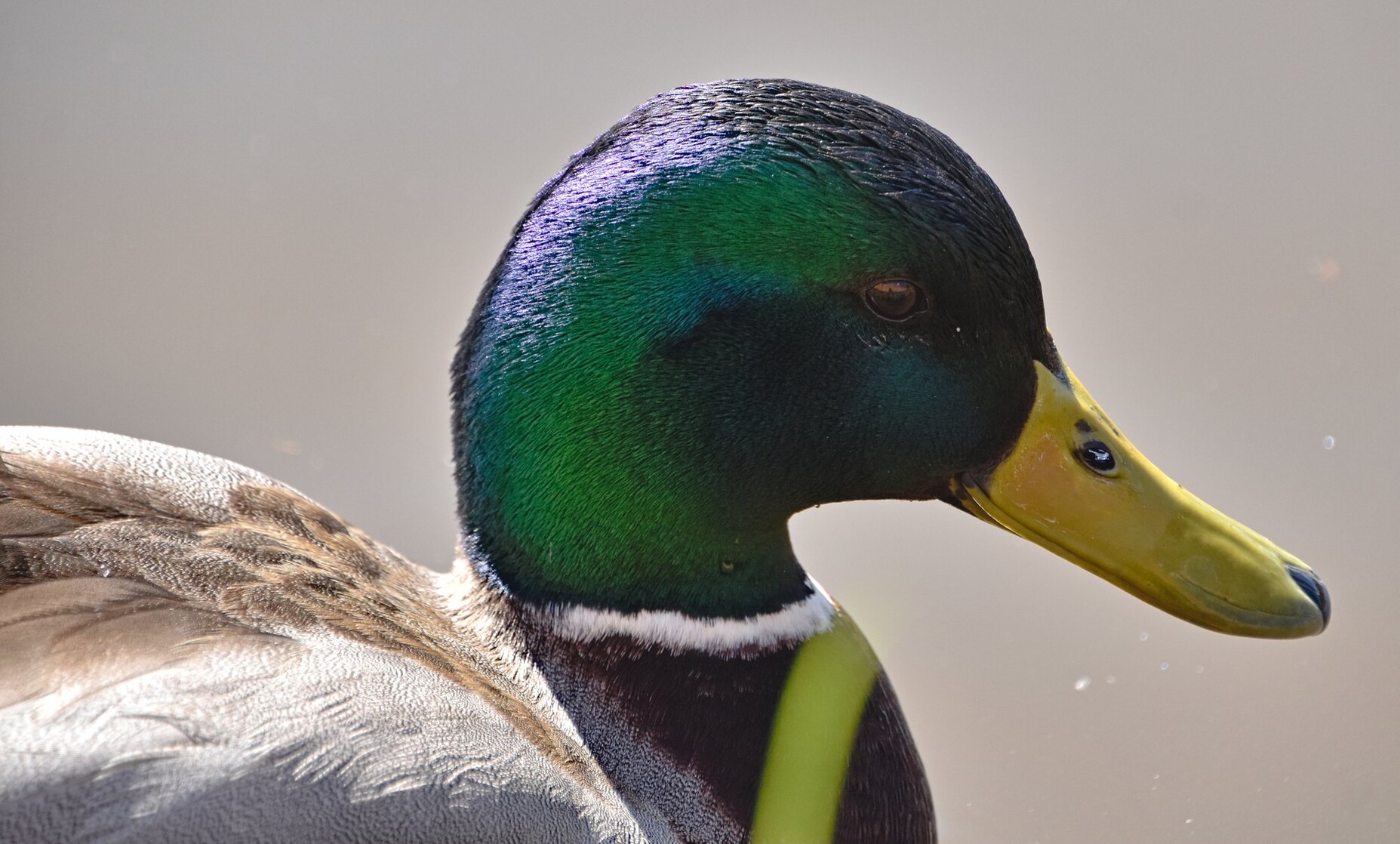 A close up photo of a male Mallard duck looking very handsome with his emerald green/blue head and his yellow beak