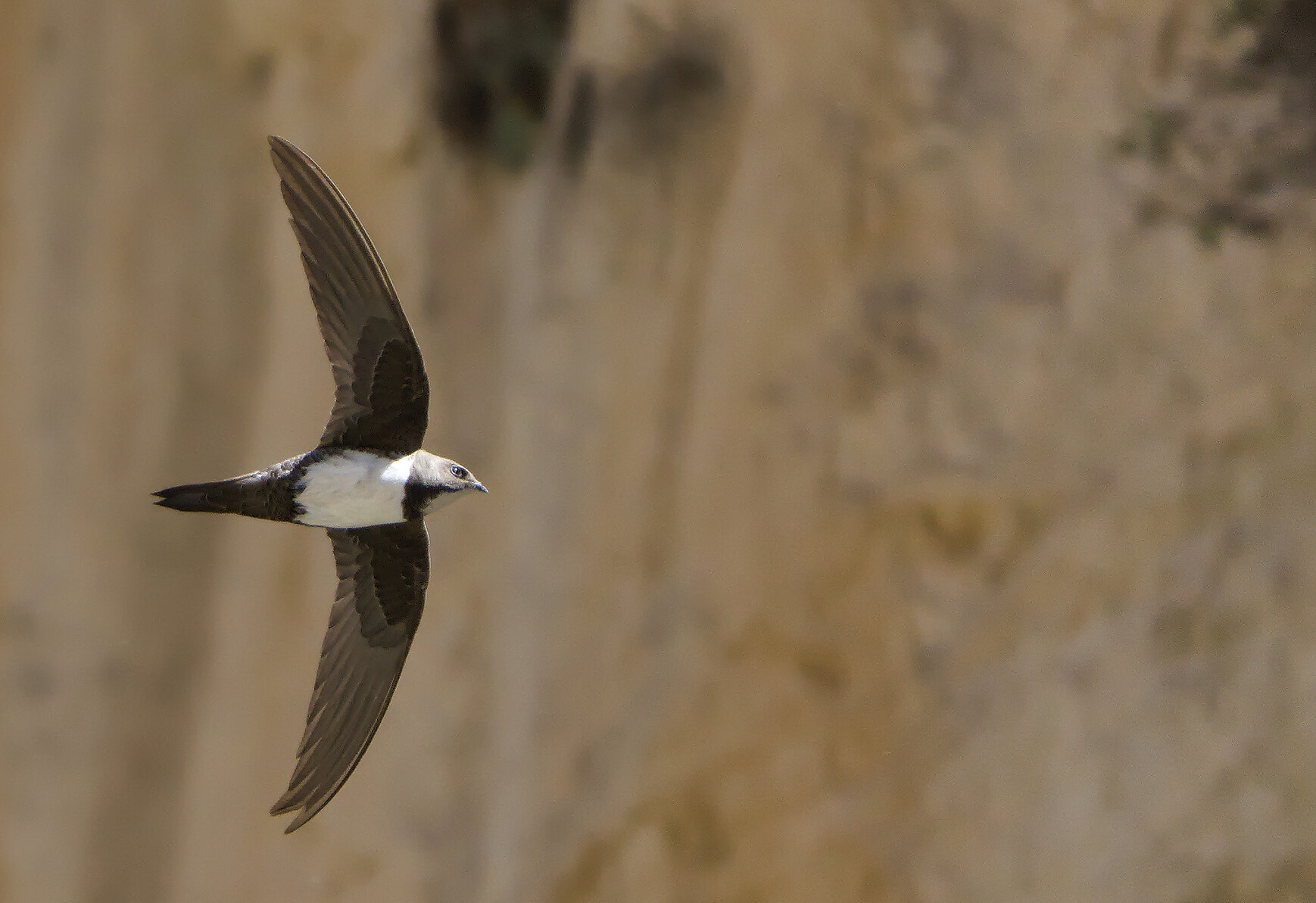 An Alpine Swift flying left to right showing it's white tummy and throat, a  light coloured rockface behind.