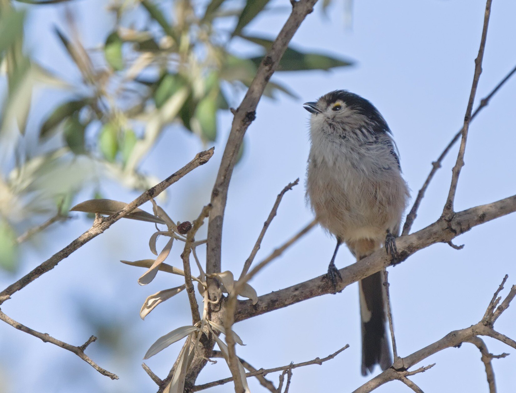 A Long-tailed Tit looking into an olive tree for food
