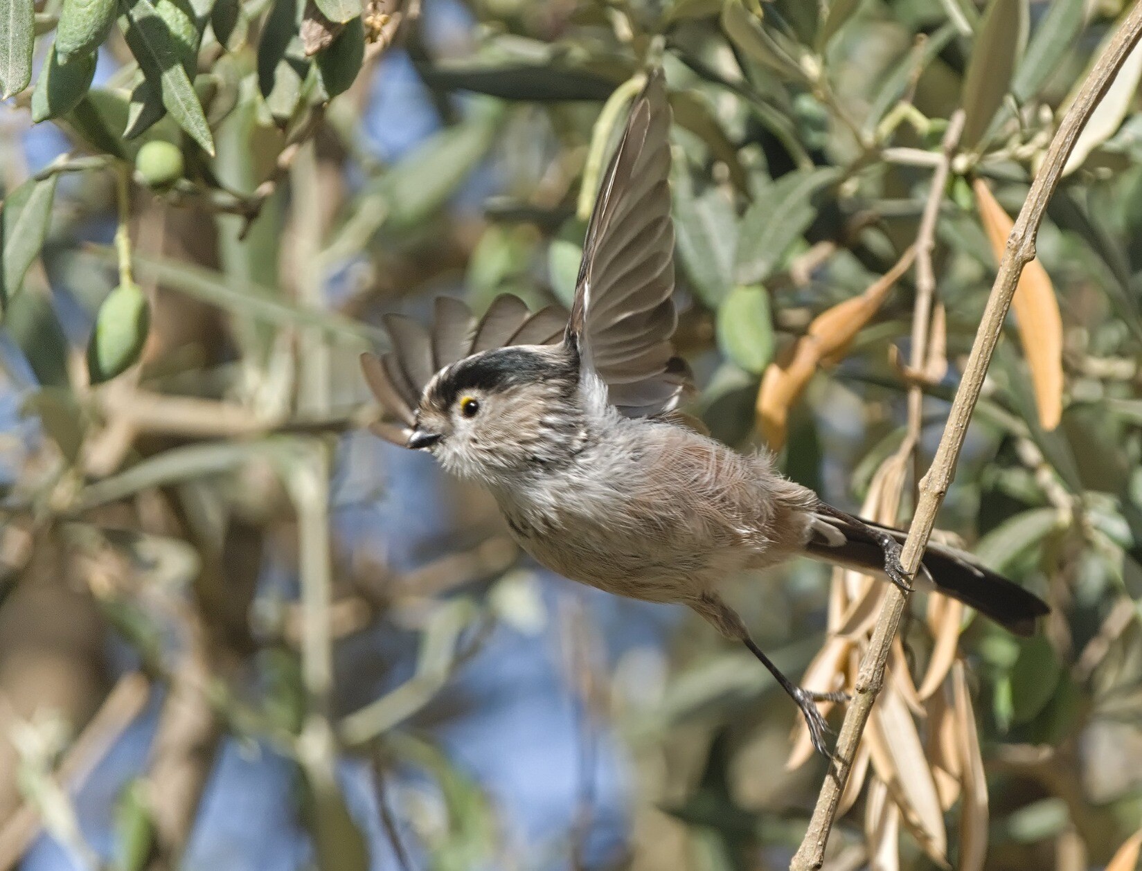 This Long-tailed Tit took off just as I pressed the shutter, hence the head is not in focus