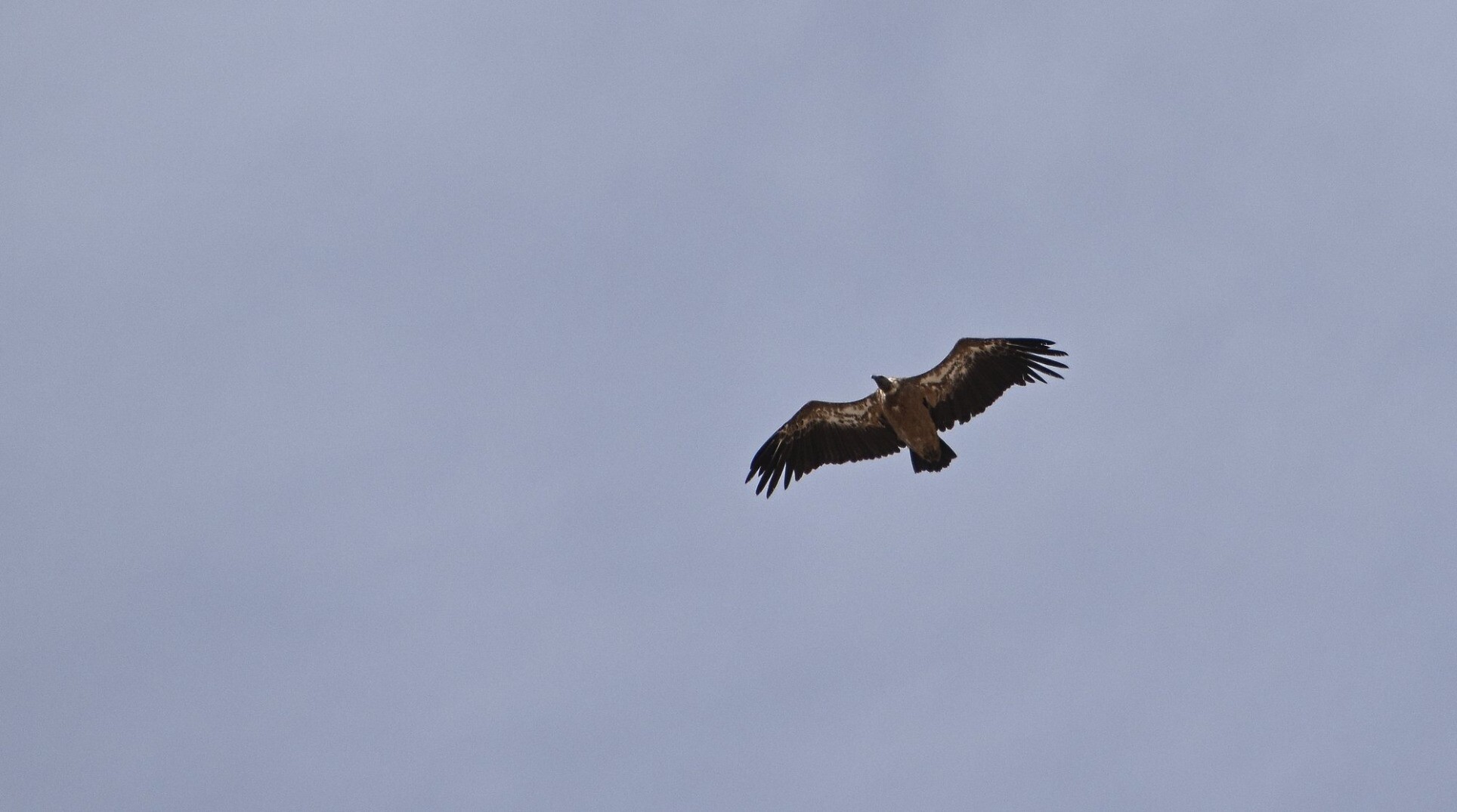 A Griffon Vulture flying overhead