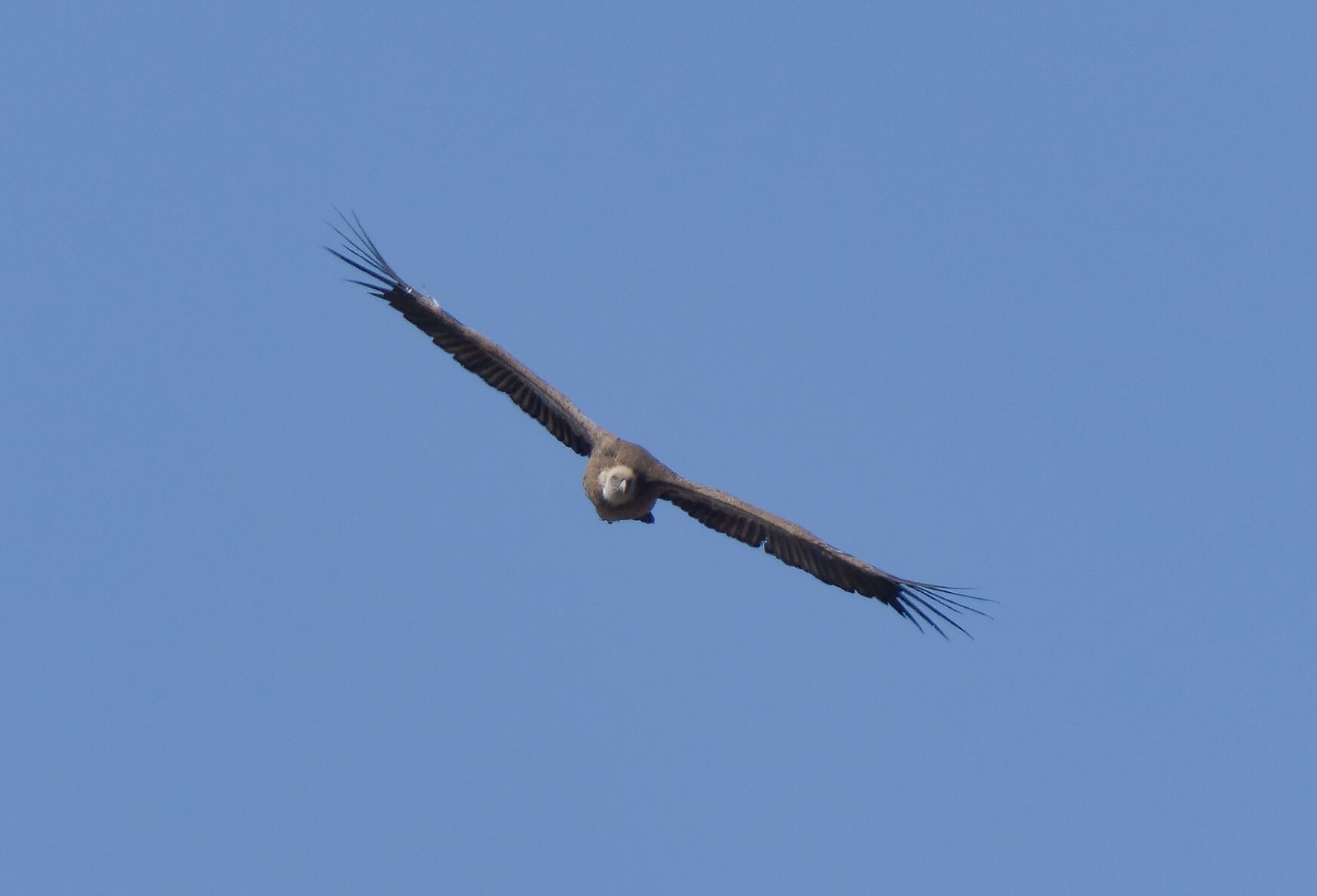 A head on shot of a Griffon Vulture flying straight at the photographer
