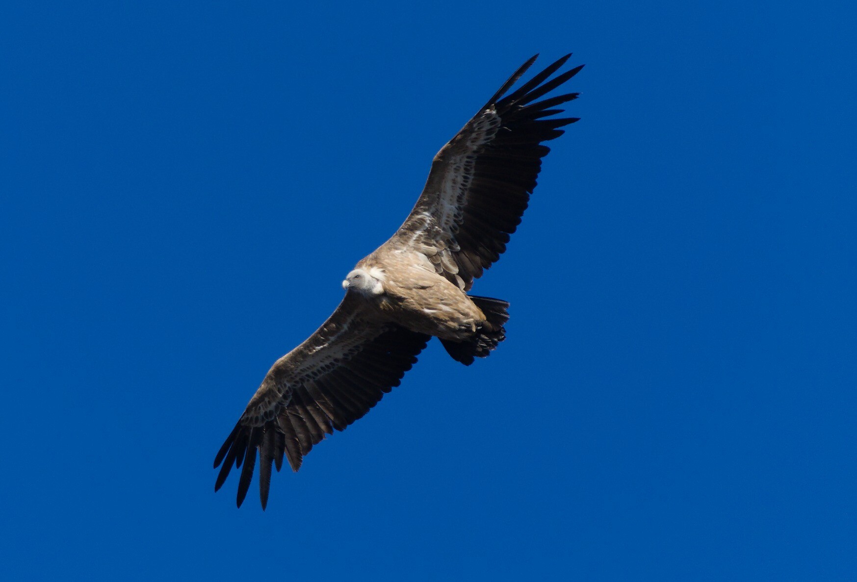 The enormous bulk of the Griffon Vulture can be seen in this over head shot as the vulture flew overhead as the sun was going down 