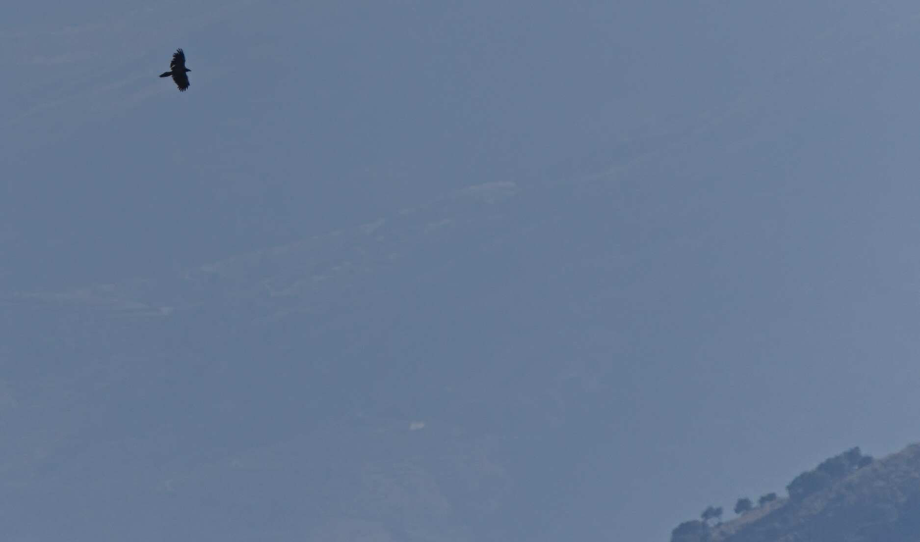 Distant shot of a Lammergeier flying high in the mountains