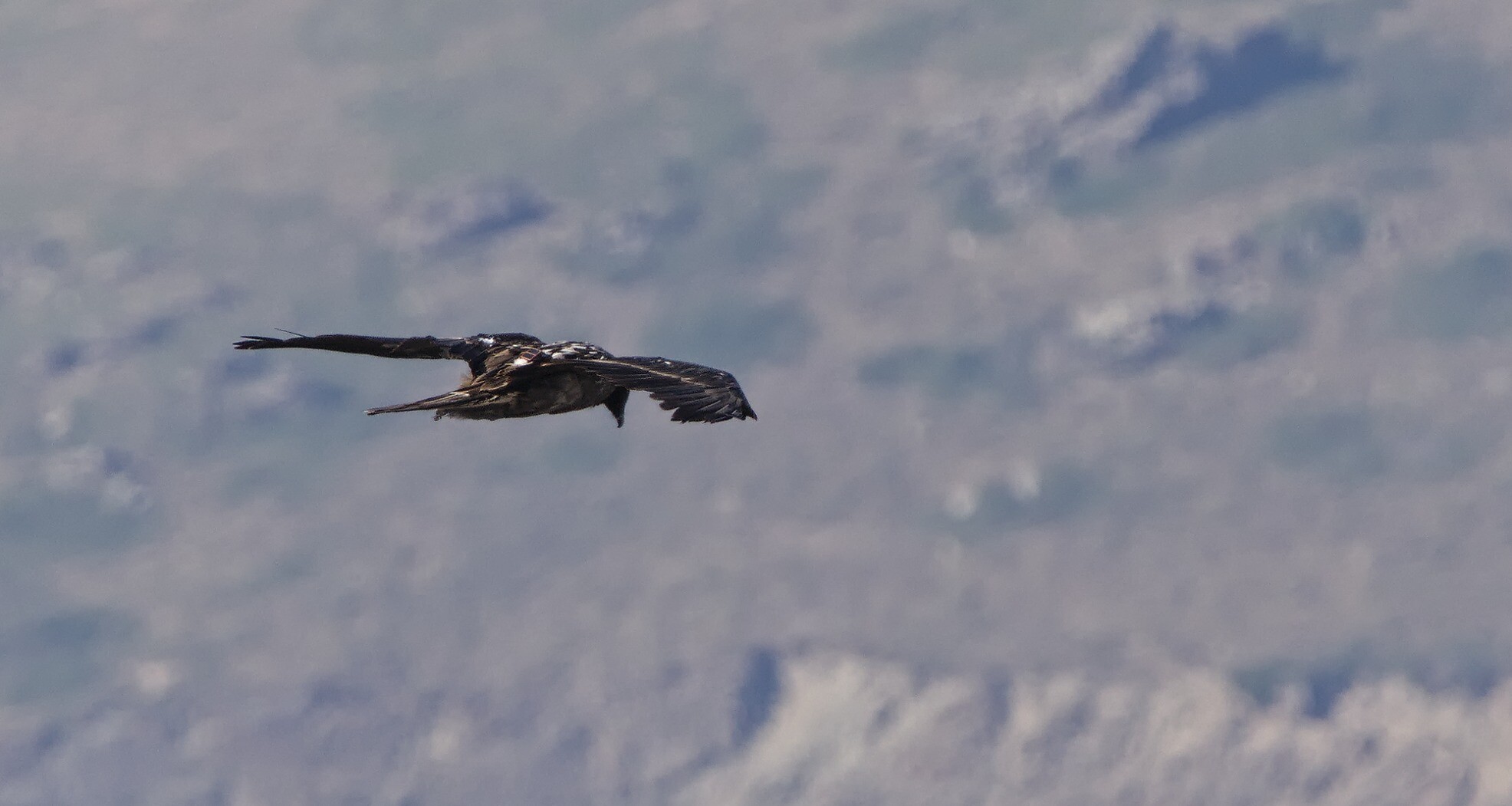 Back shot of a Lammergeier flying past showing it's satellite tracker