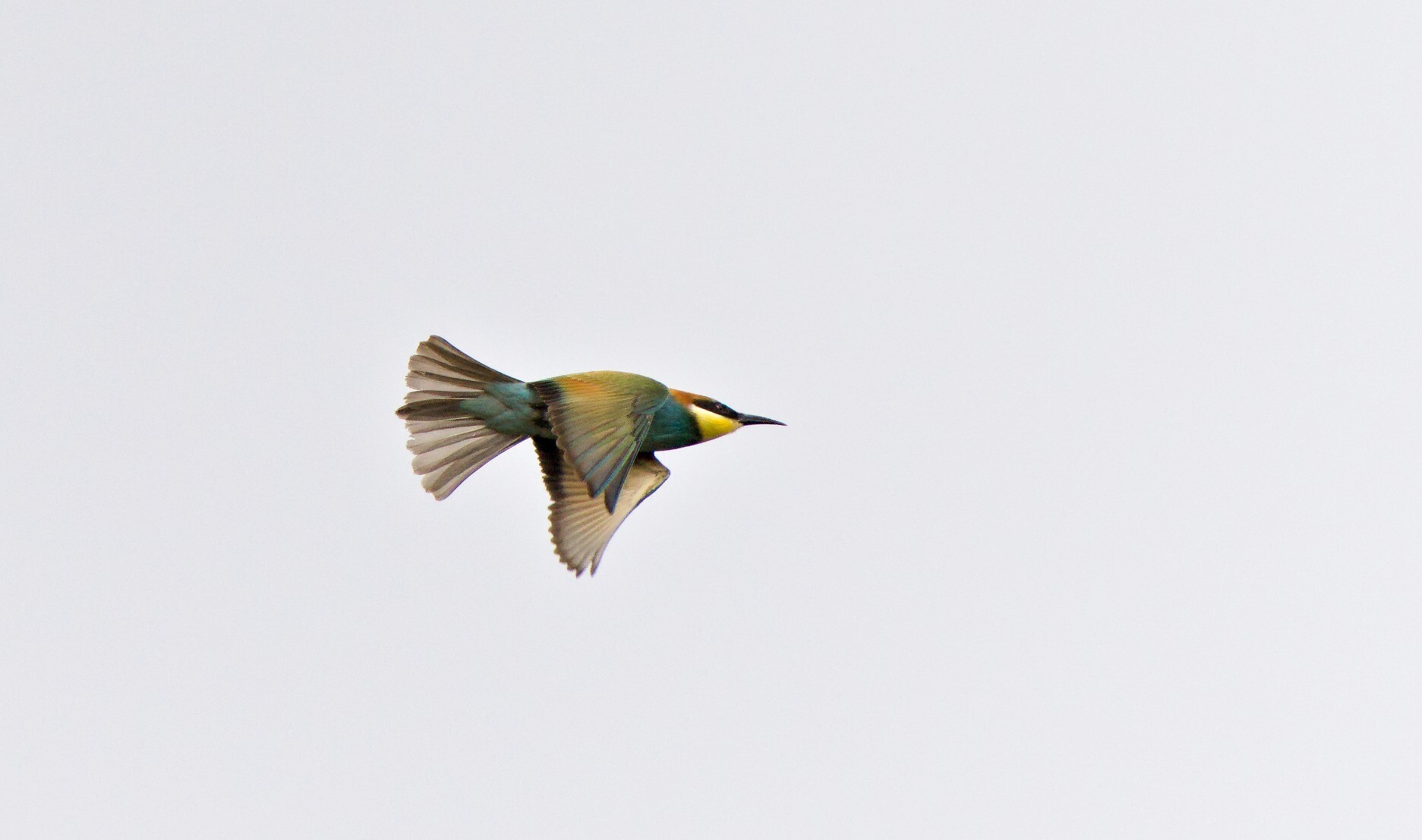 A colourful European Bee Eater flying showing it's colours. Yellow chin, rust red head, aqua blue underbody and red/green on top