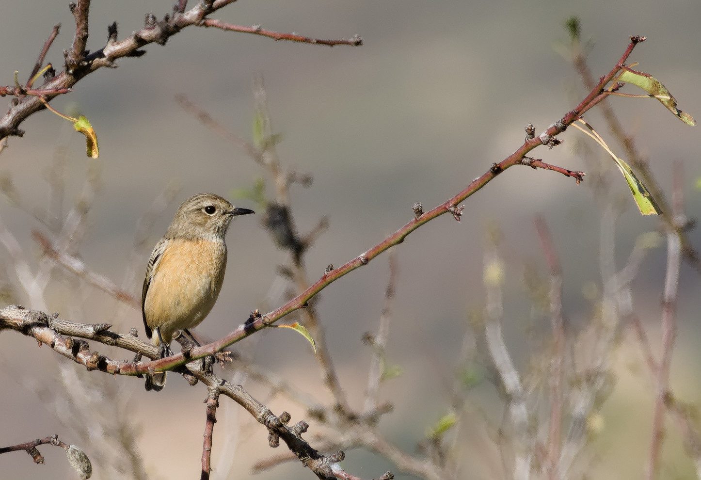 Side view of a female Stonechat sat on the branch of an almond tree