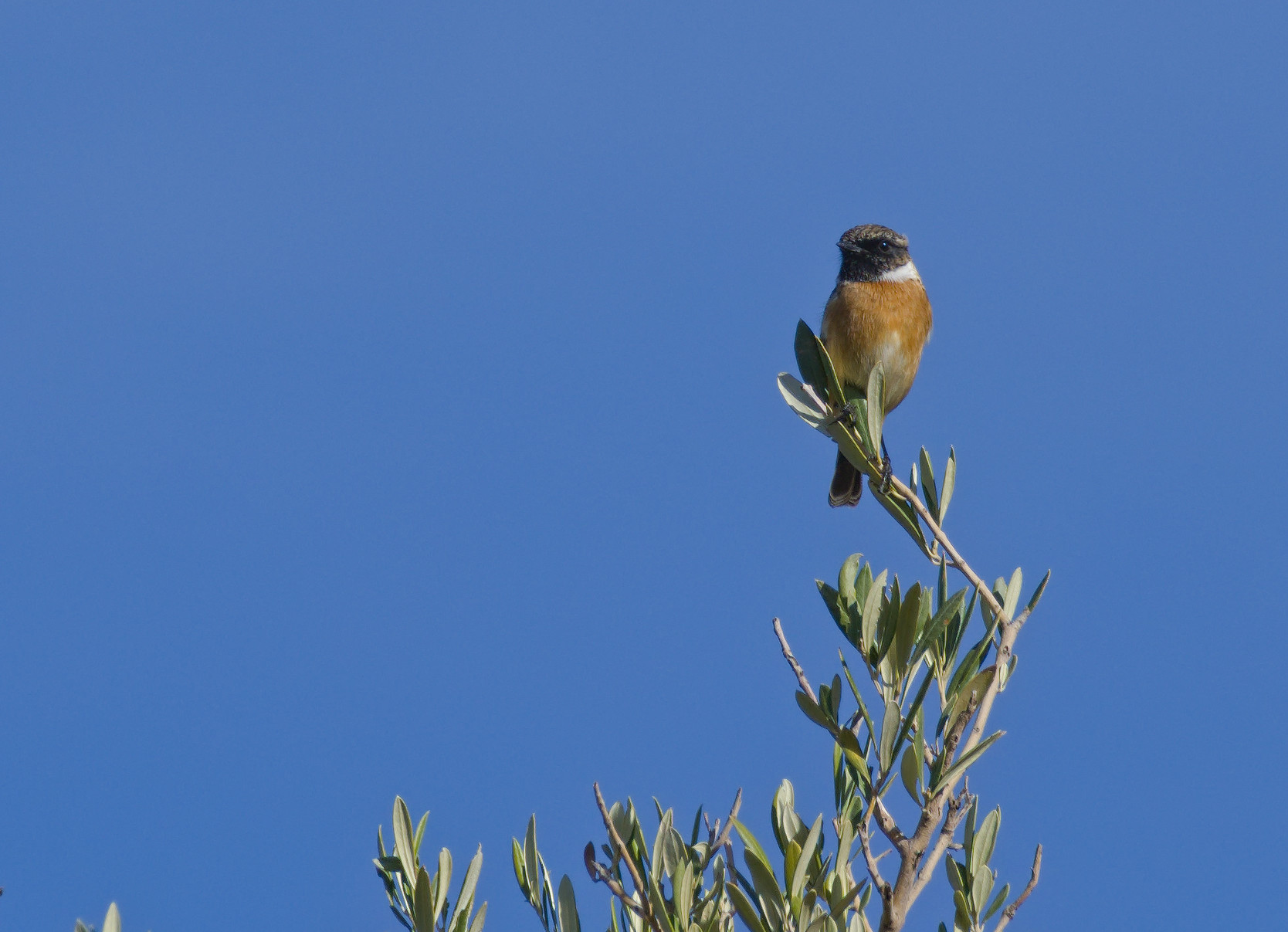 A male Stonechat perched on the top of an olive tree with a blue sky behind.