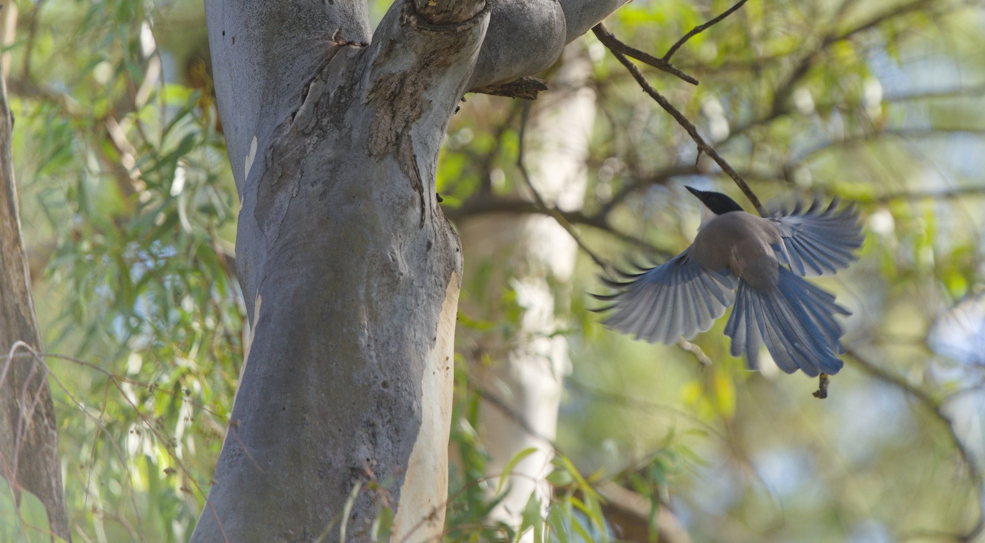 An Iberian Magpie flying into a tree. The woodland is soft green light. The Magpie has azure blue wings and tail, buff coloured body, black top half of head and white throat