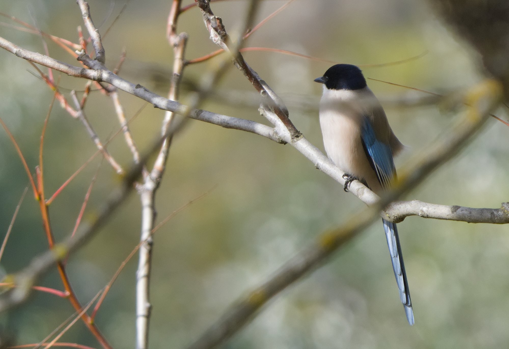 An Iberian Magpie sat on the branch of a tree. The Magpie has azure blue wings and tail, buff coloured body, black top half of head and white throat