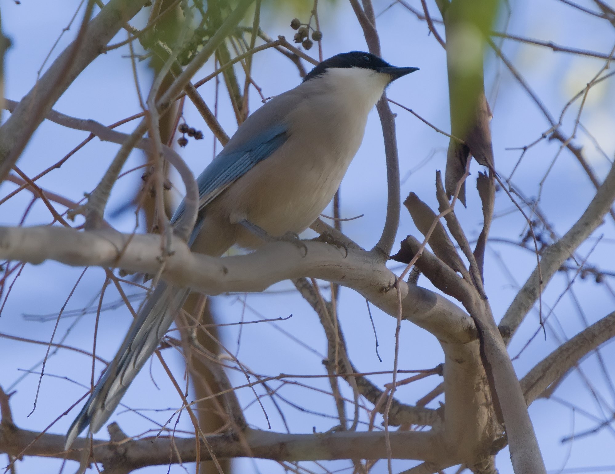 An Iberian Magpie sat on the branch of a tree. The Magpie has azure blue wings and tail, buff coloured body, black top half of head and white throat
