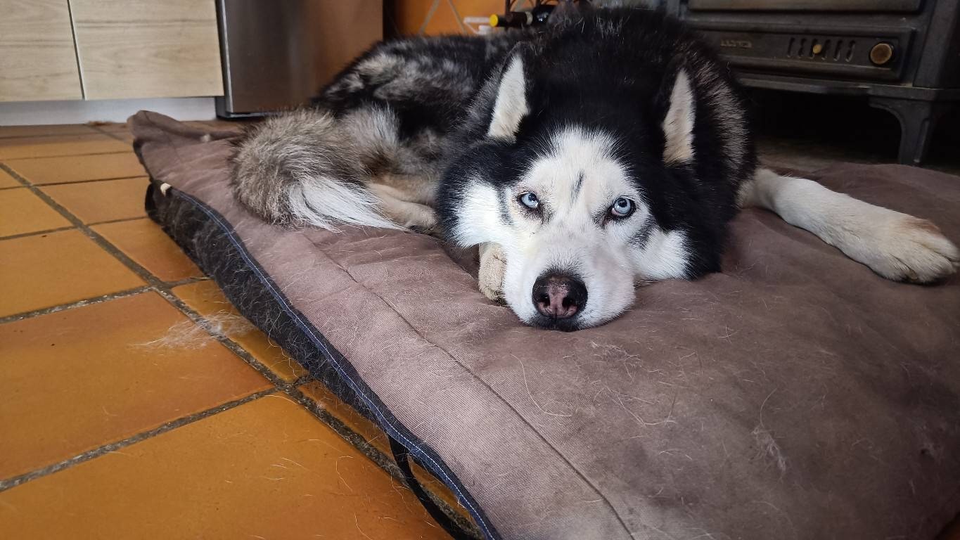 Arko the black and white husky with pale blue eyes, comfortable back at home. He's laying on a brown dog bed which is sat on orange tiles.