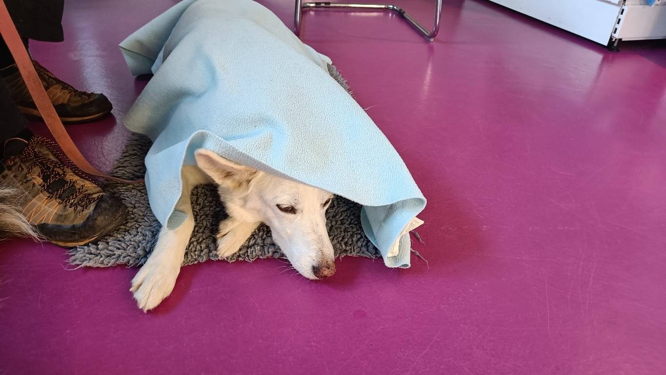 White dog laying on a purple floor on a grey rug with a light blue blanket over her. She has just been given a sedative at the vets and is falling asleep. 