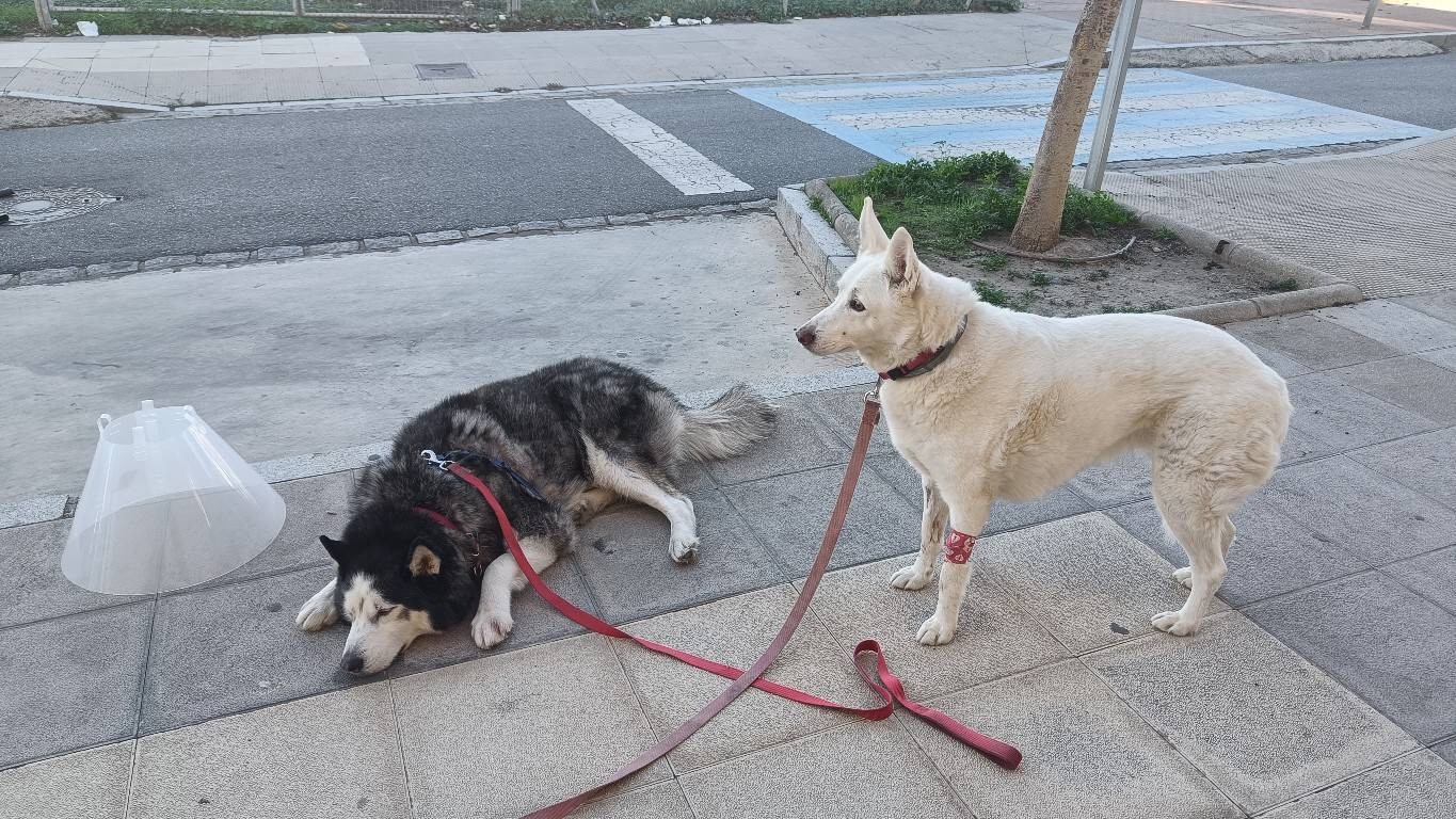Arko the Black and white husky laying on the floor with Rita a white dog stood next to him. Arko was still coming round from his anaesthetic and refused to move any further. Needless to say, the car was brought to him.
