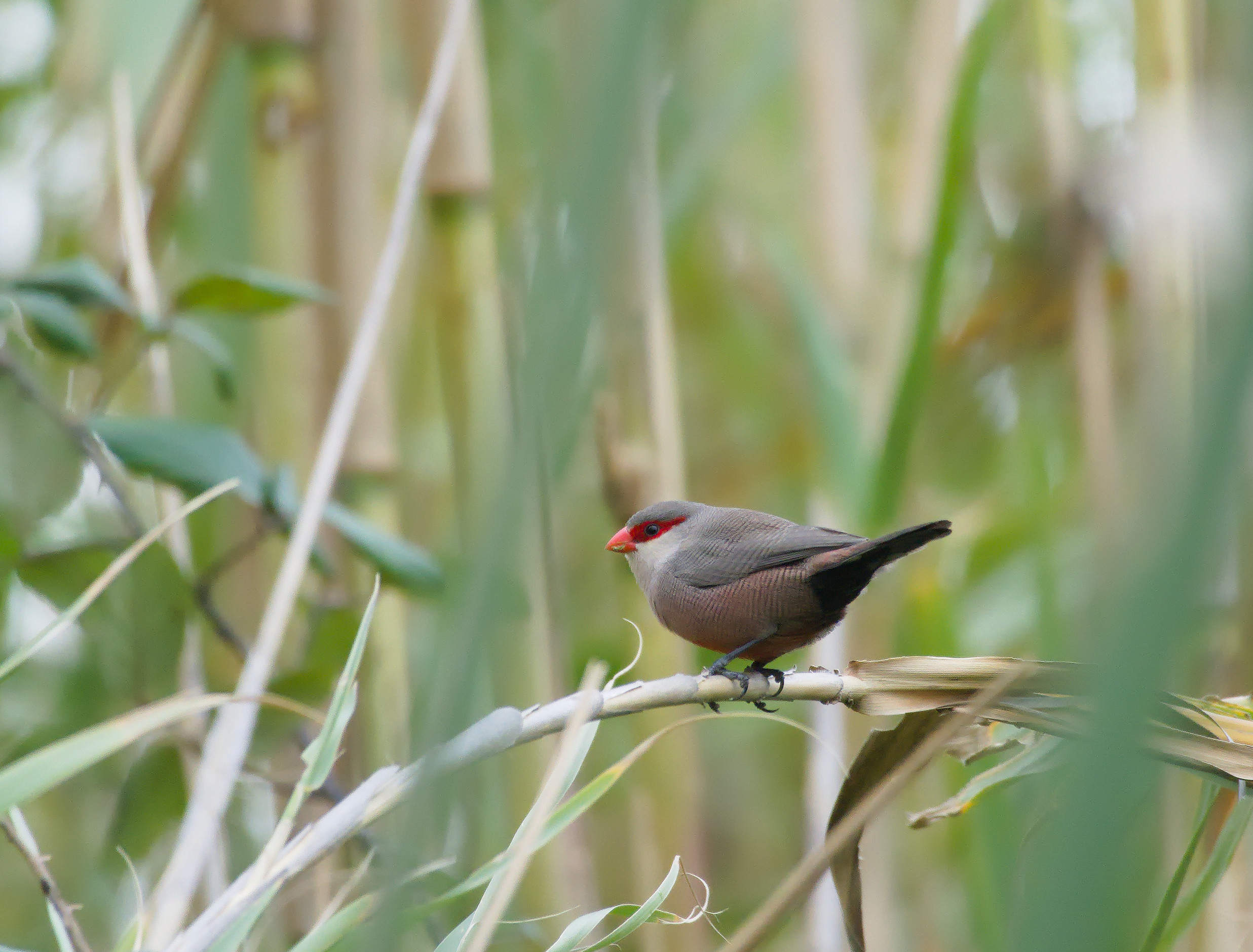 A small finch bird perched on a piece of cane. The bird has a red bill, long tail, and a red eye stripe. It has fine bars running through it's plumage with a white throat. This one has a pinkish flush to it underpart. The cane behind the bird is mostly blurred out.