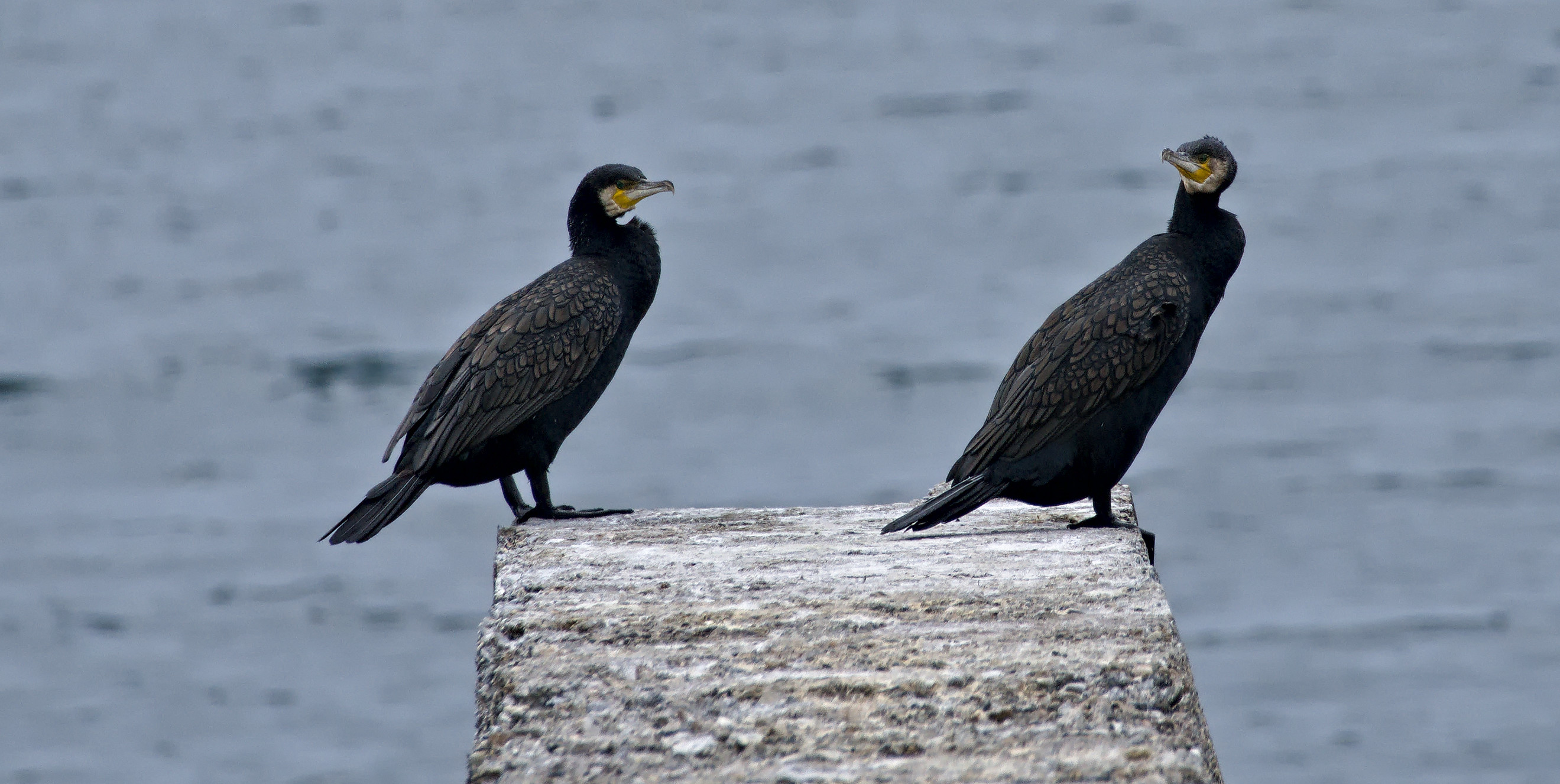 Two Cormorants perched on the end of wall with the dull sea behind them. One bird is looking over it's shoulder to the other behind it. The bill is long, thin, and sharply hooked. There is yellow skin at the base of the bill and some white. The plumage is mostly dark. The closed wings have a scaled pattern.