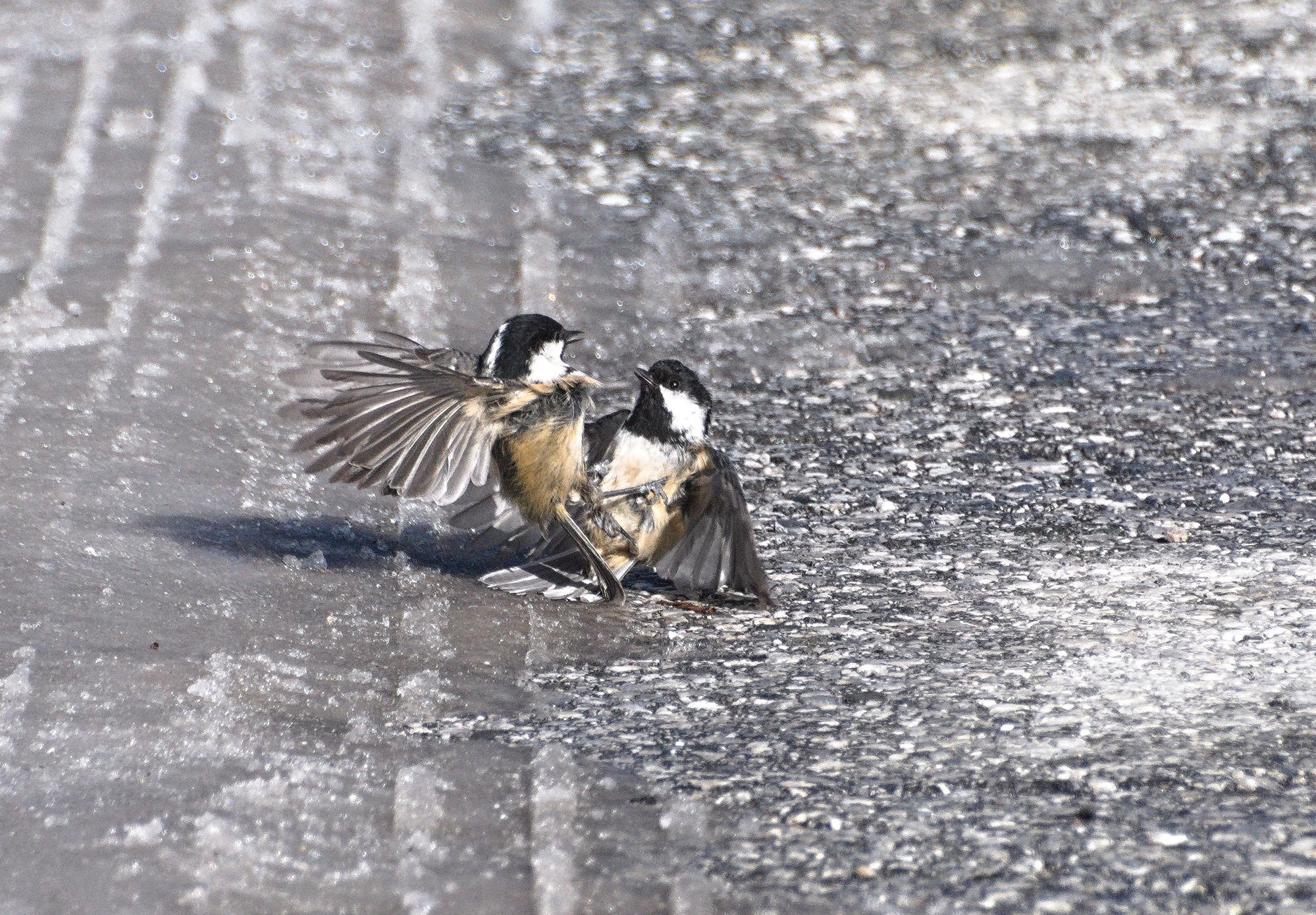 A pair of birds, Coal Tits, engaged in a fight, rolling around on the wet, snowy icy floor. 