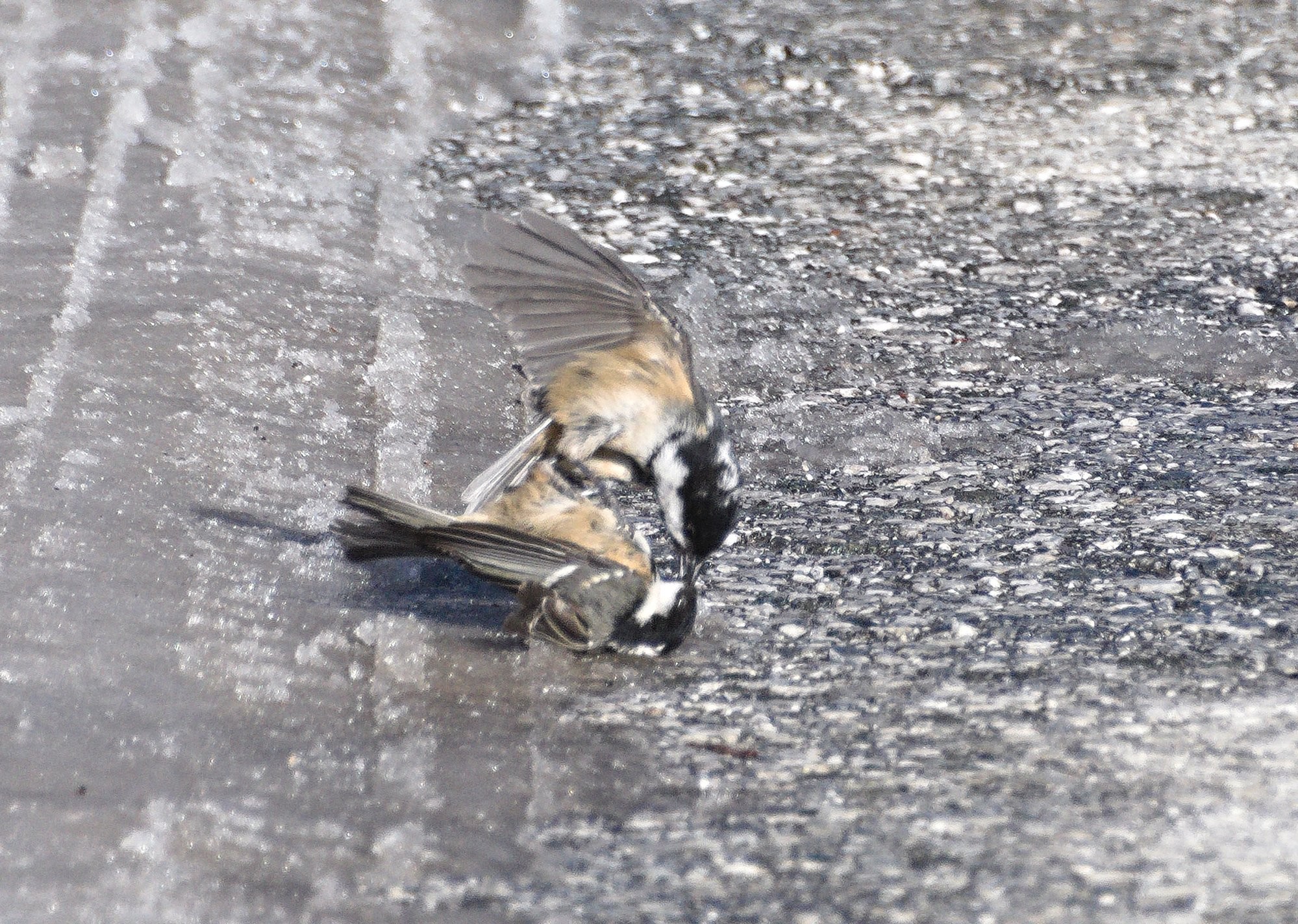 A pair of birds, Coal Tits, engaged in a fight, rolling around on the wet, snowy icy floor. A blurred shot.