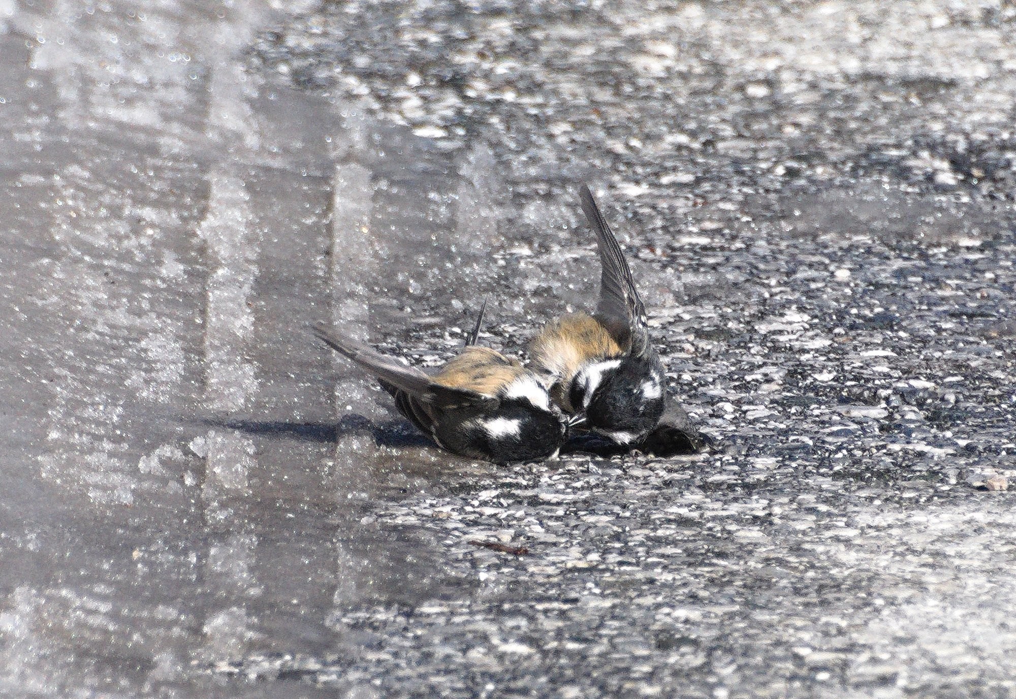 A pair of birds, Coal Tits, engaged in a fight, rolling around on the wet, snowy icy floor. 