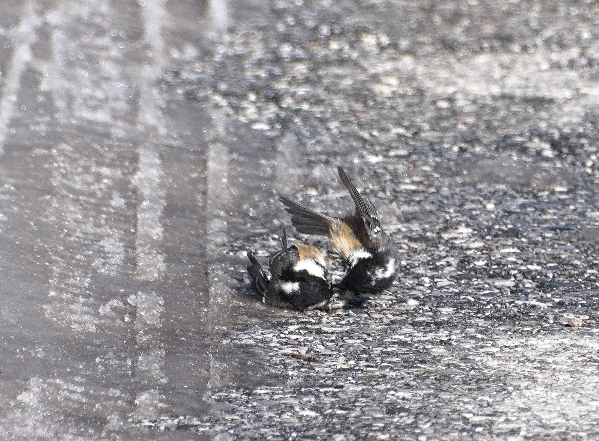 A pair of birds, Coal Tits, engaged in a fight, rolling around on the wet, snowy icy floor. 