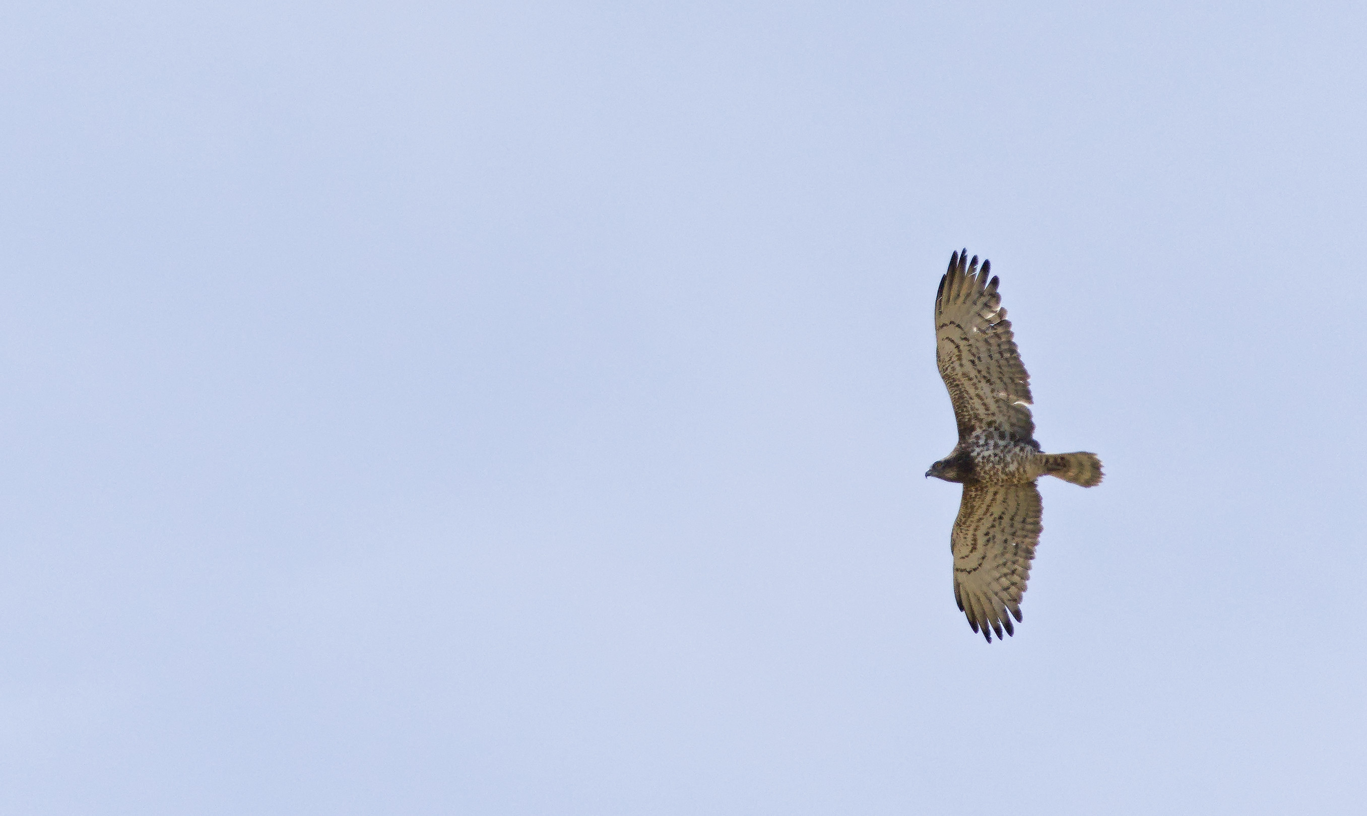 An adult Short-toed eagle flying from the right of the picture to the left. The sky is pale blue. The bird has dark markings and a dark hood, showing it's older age.