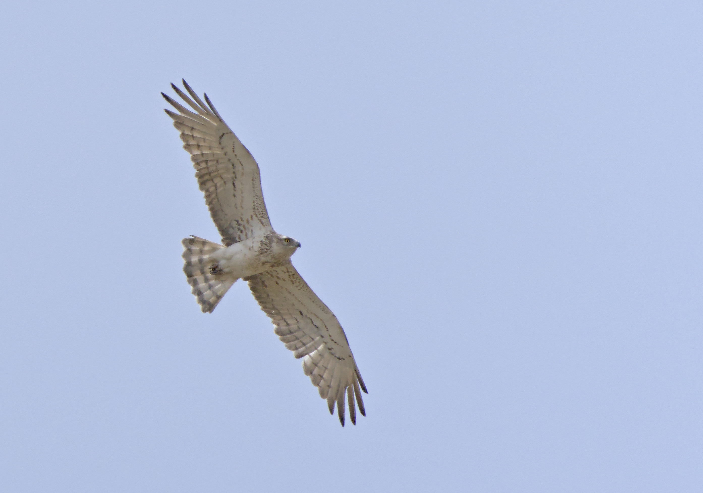 A young Short-toed eagle. The bird is flying from the left to the right of the picture. The sky is a pale blue. The bird has very pale markings showing it's young age.