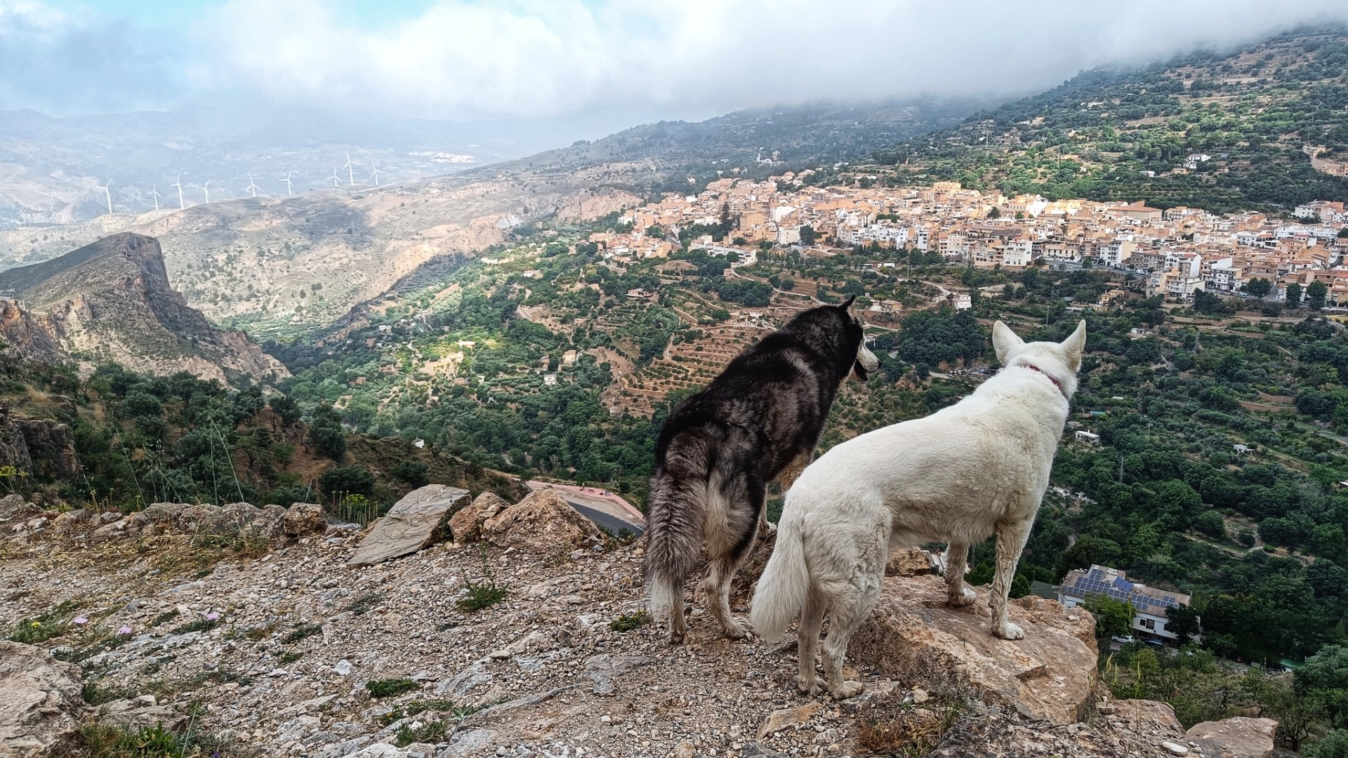 One white dog and one black and white husky standing looking over a cliff edge towards a Spanish village with low lying clouds.