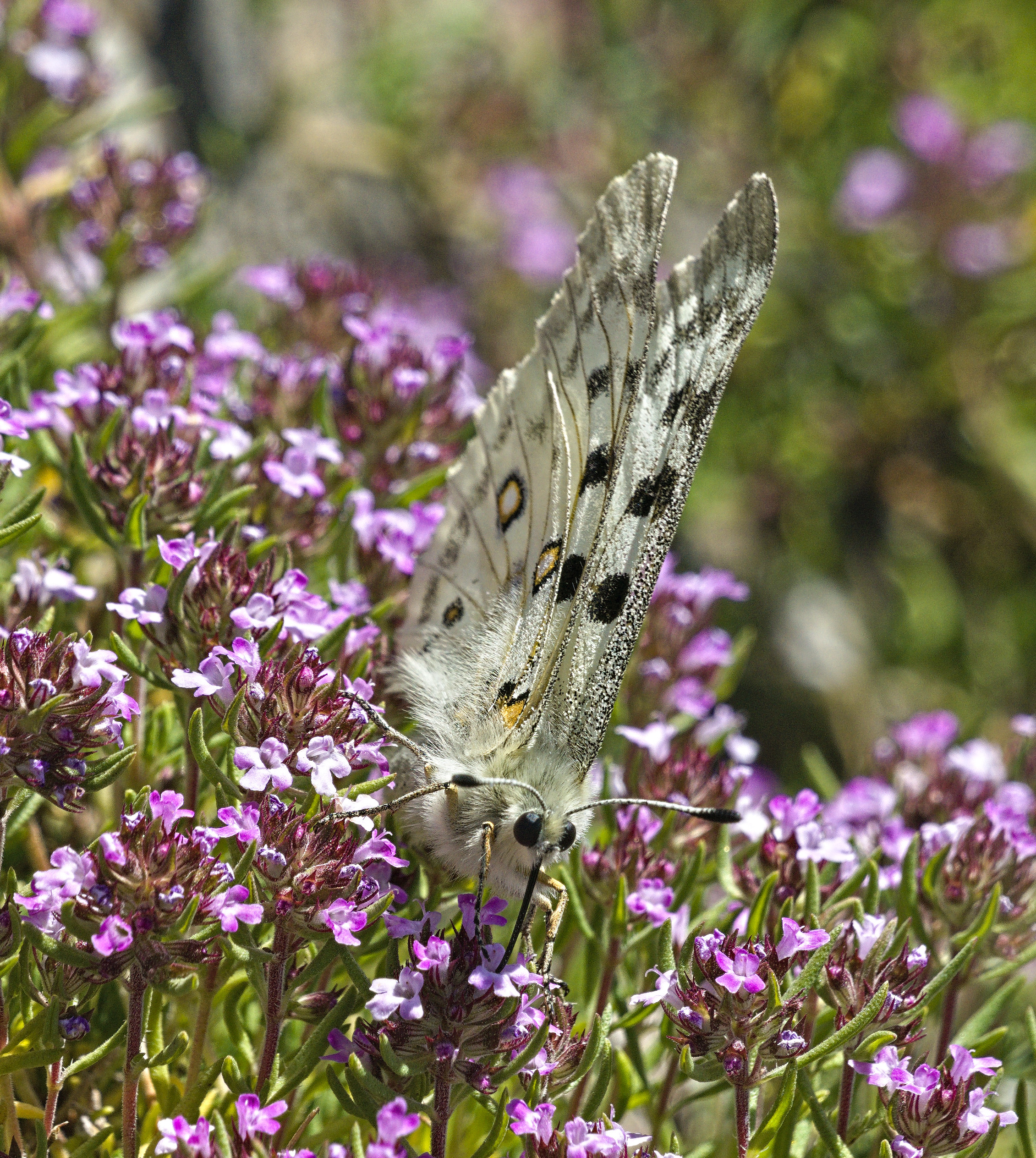 A large white butterfly with black circles with orange around the edge of the circles feeding on small pink Thyme flowers. The butterfly has it's wings closed and is looking directly at the camera with it's proboscis inserted into a flower.