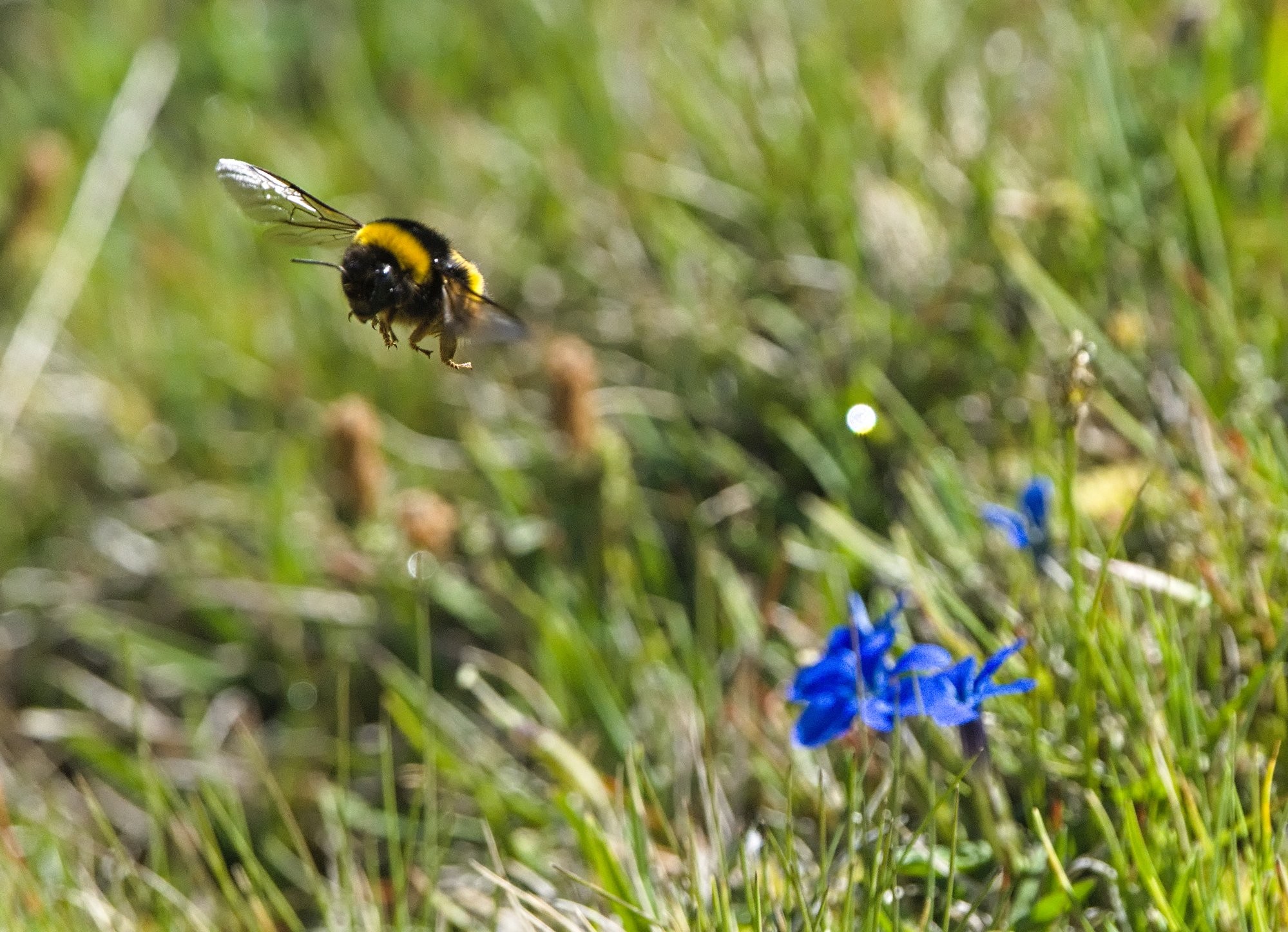 Black and yellow giant Bumble Bee flying towards the camera. Short green grass is blurred out around and long with a small patch of blue Spring Gentian flowers in the bottom right of the picture.