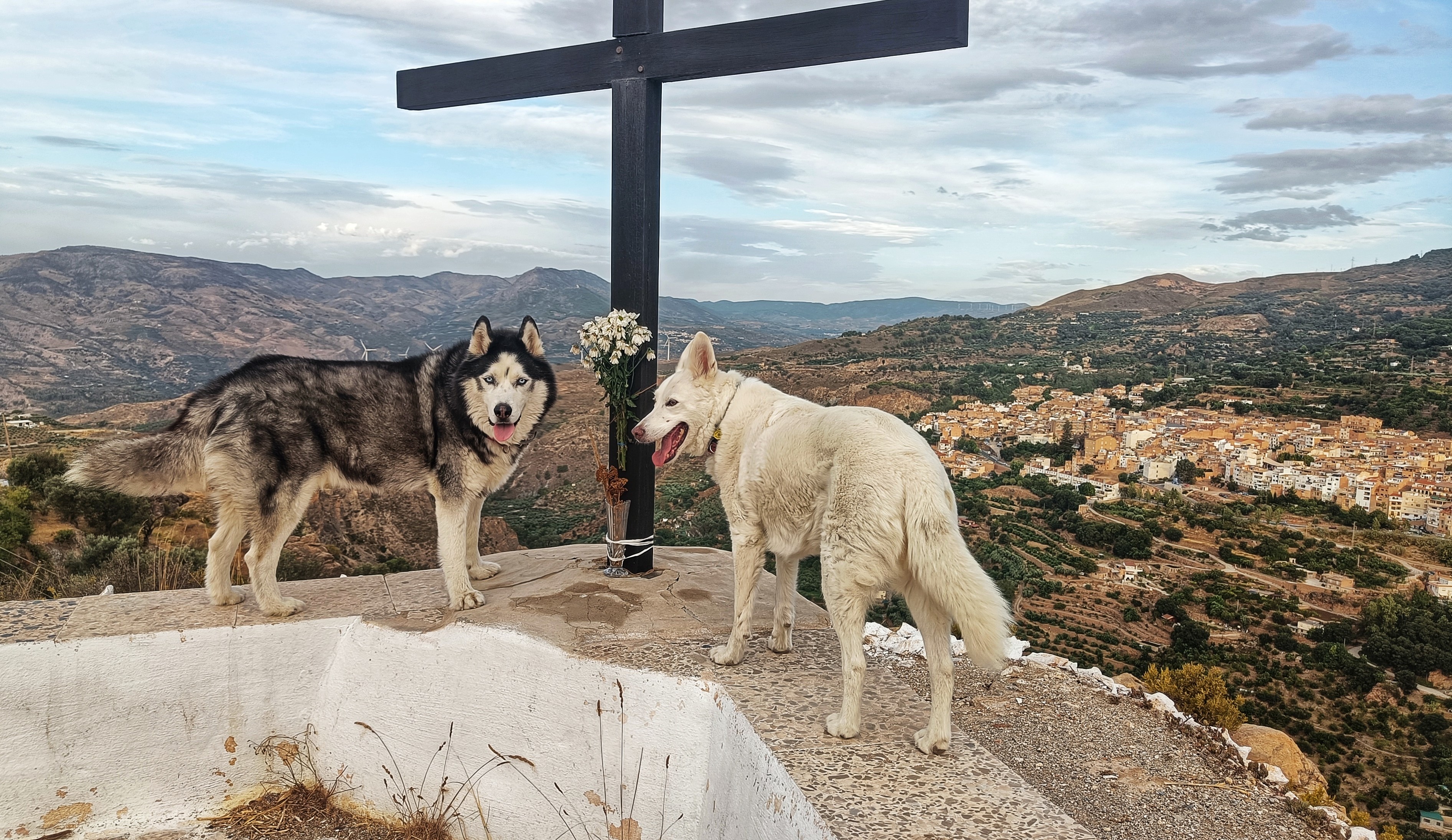 Two dogs stood, one black and white, the other white, on a wall either side of a wooden cross. The view behind is a Spanish rural village on a hillside with hills behind. Clouds in the sky.