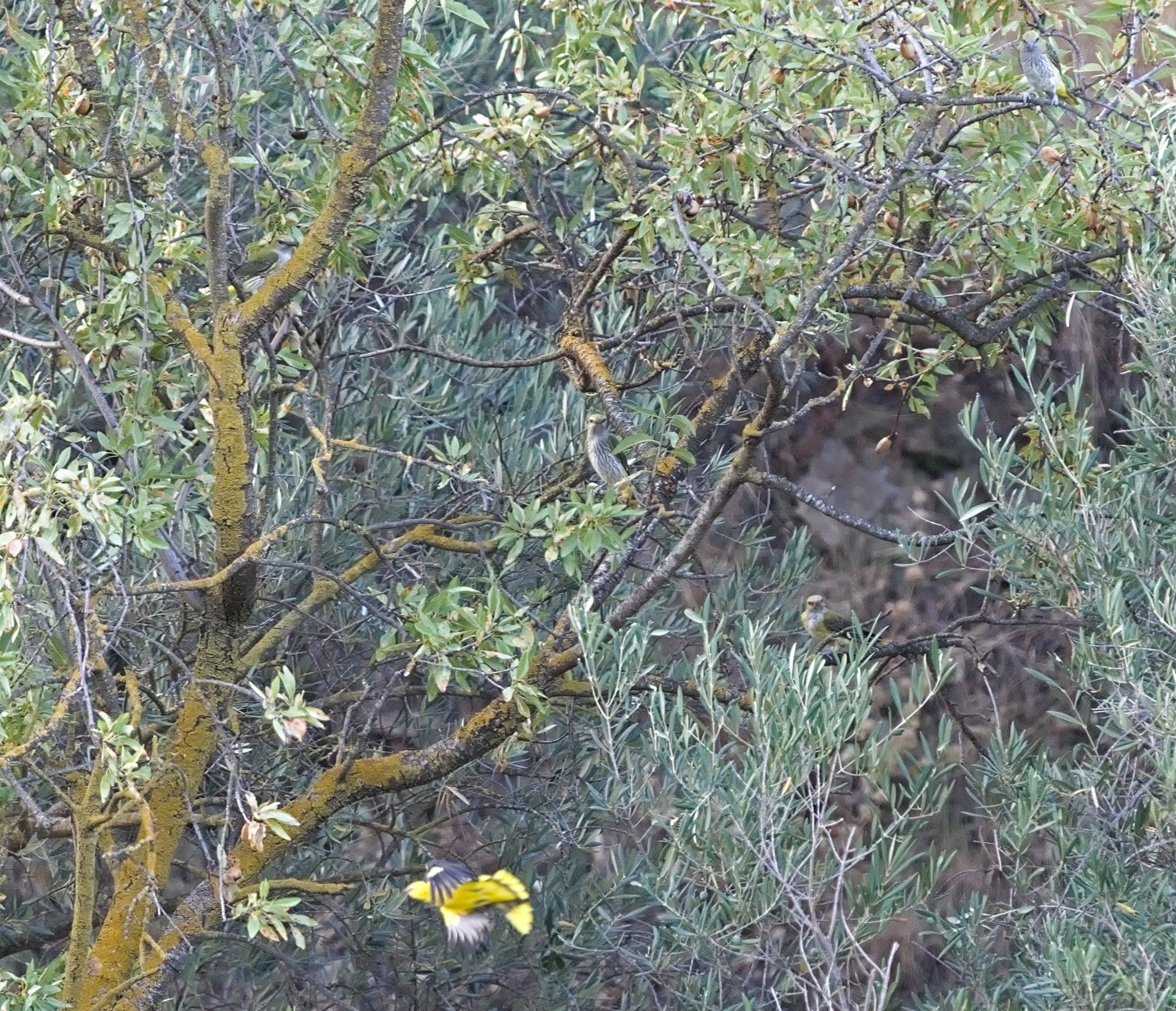 A family of Golden Oriole birds in an almond tree. One adult flying at the bottom of the picture.