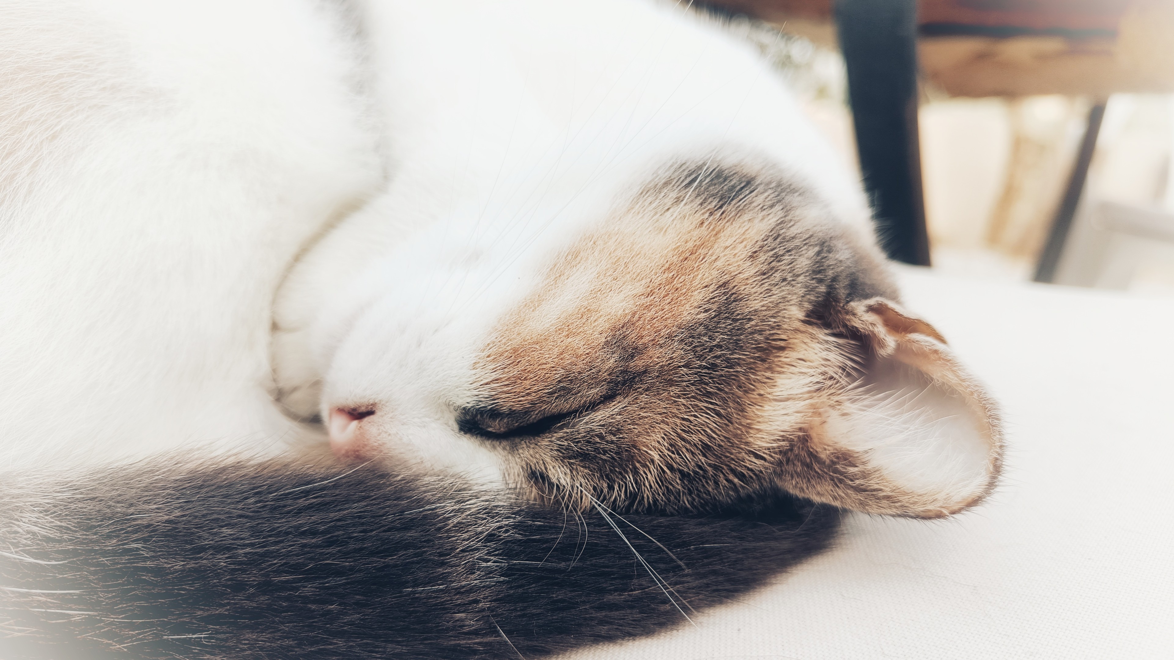 A cat curled up asleep.
