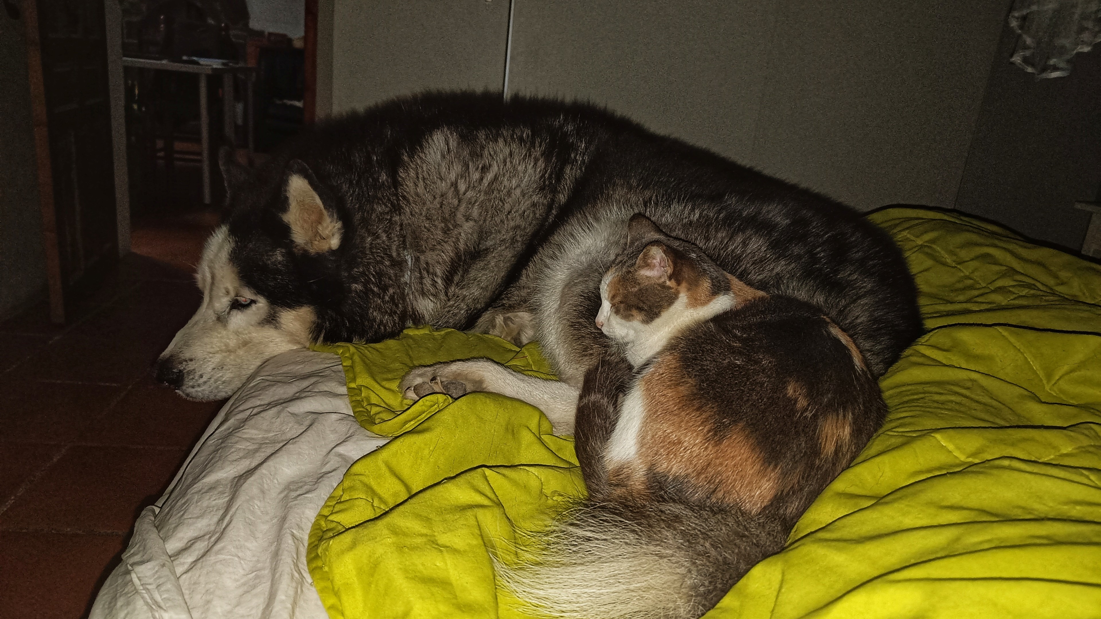 A tortishell coloured cat snuggled into the tail of a black and white husky dog. Laying on a bed.
