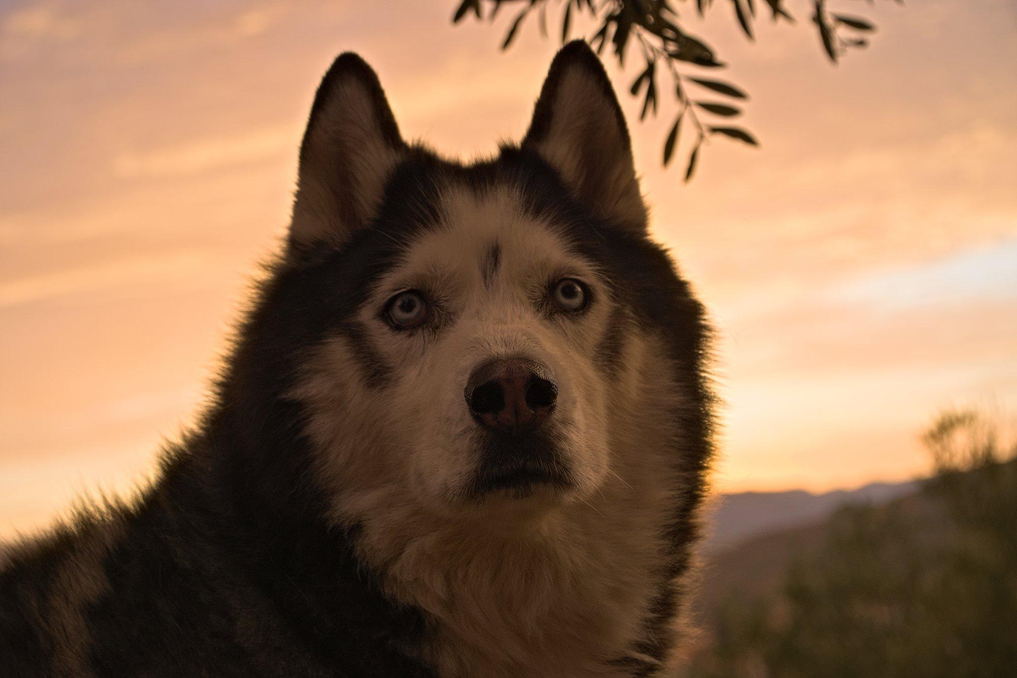 A black and white husky with pale blue eyes looking at the camera with the sunset behind.