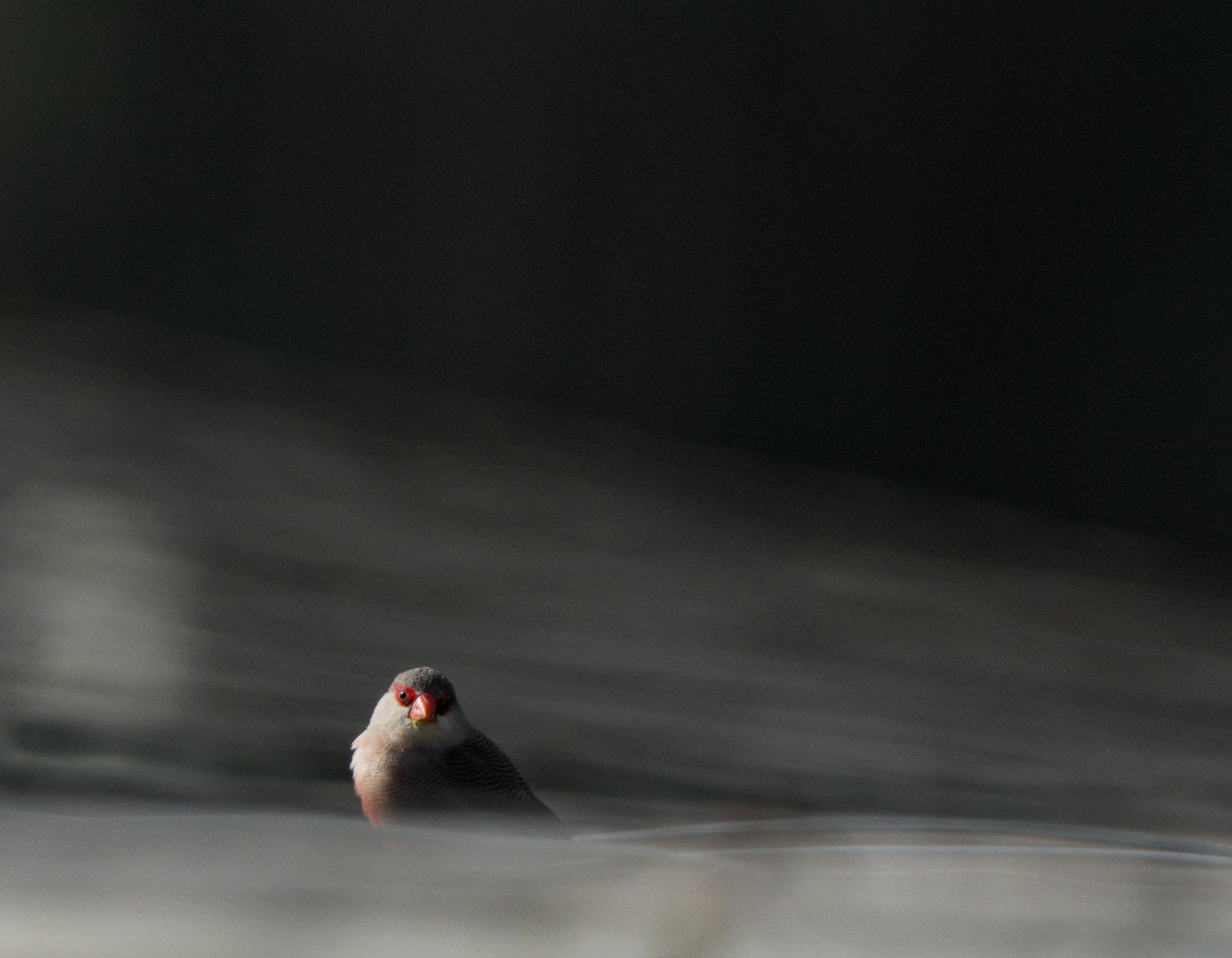A small bird near the bottom of the picture. A Common Waxbill has a red eye stripe, red beak, white chin and cheeks, brown grey barred wings with a touch of red on the chest. The background is dark and blurred out.