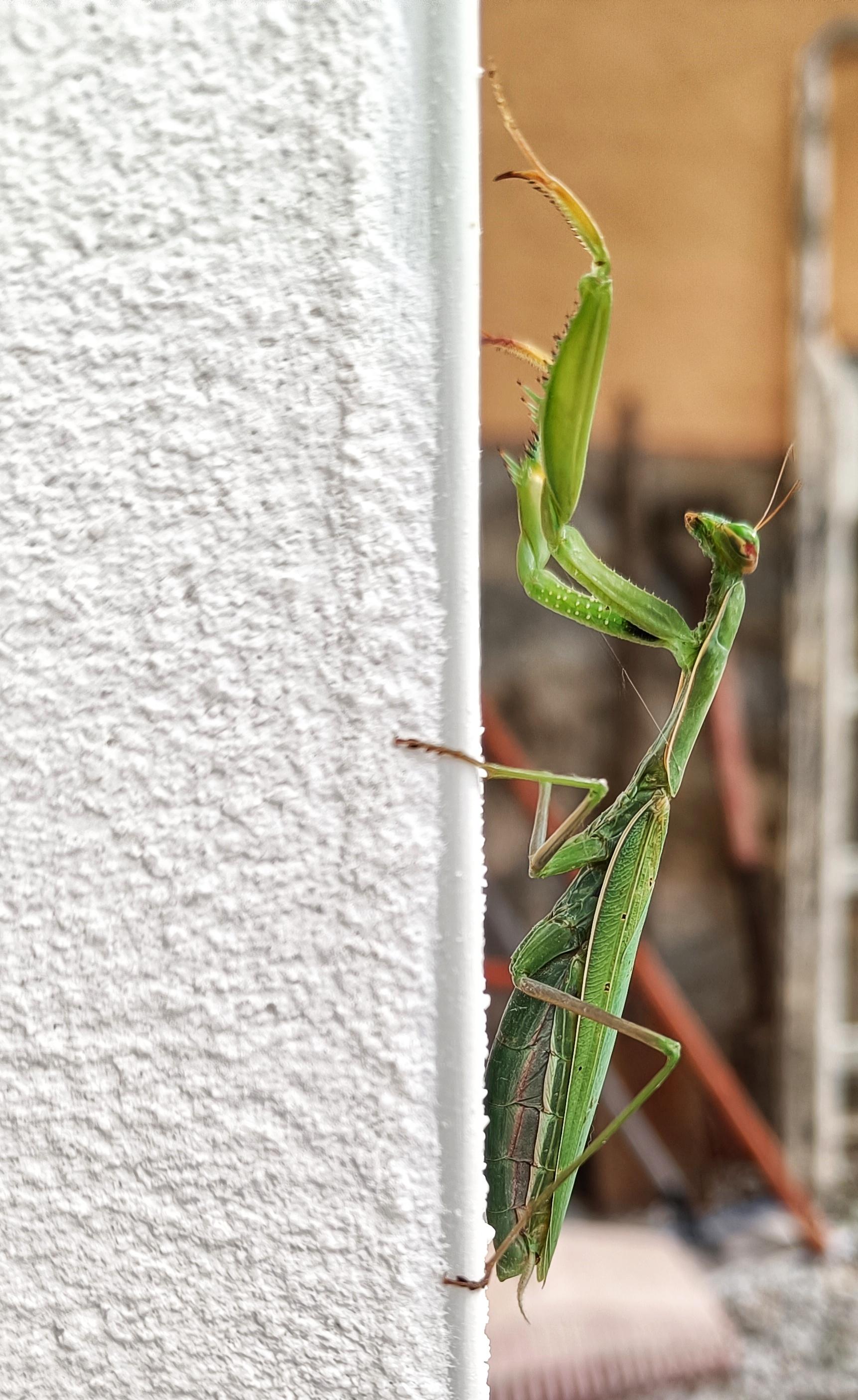 A side view of a pregnant Praying Mantis climbing up the edge of a white wall.