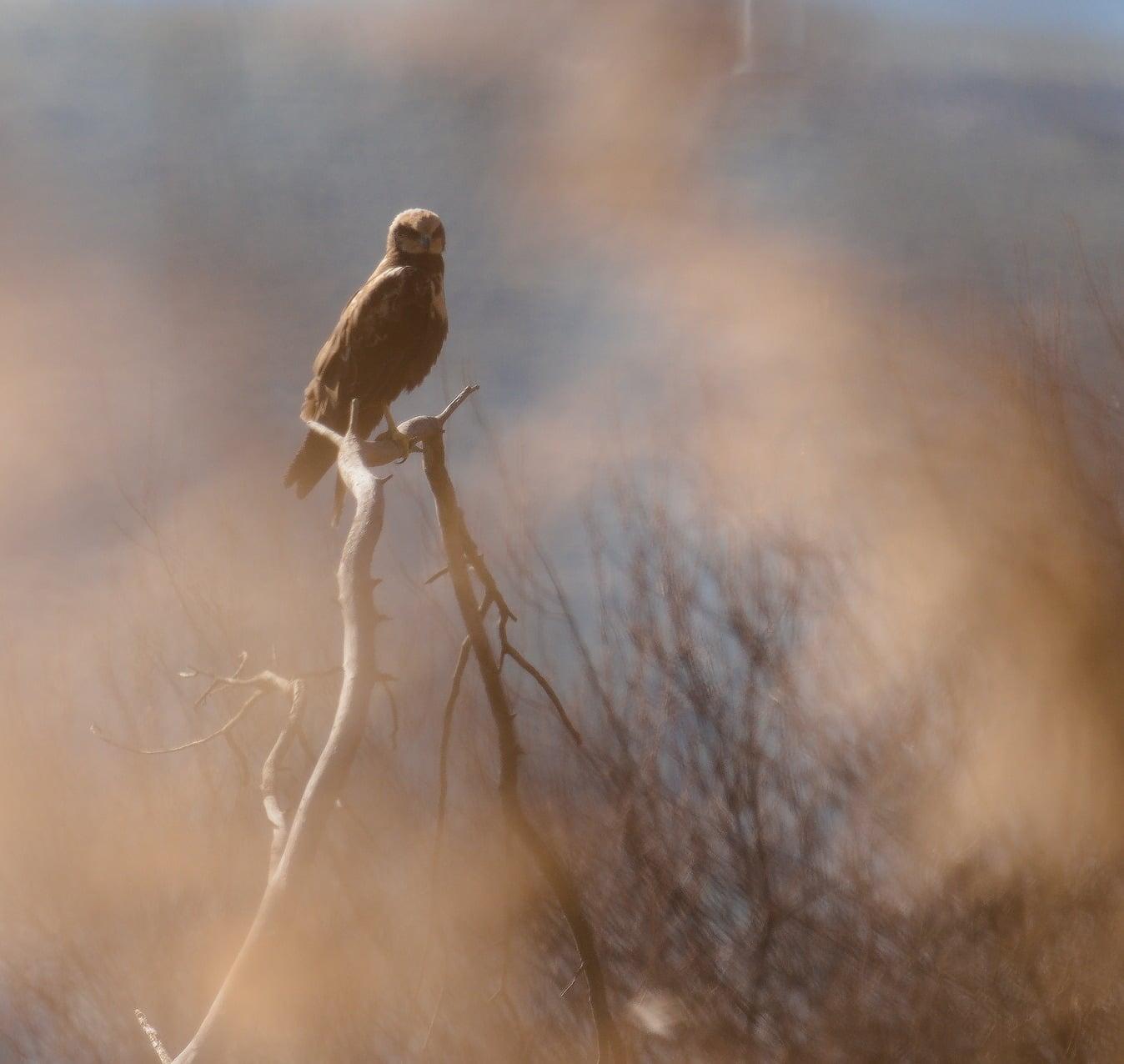 A bird of prey, Marsh Harrier, sitting on the branch looking towards the camera. The bird is mostly brown but has a pale head and splotch on it's chest. Blurred out reads are parted just enough to see the bird.