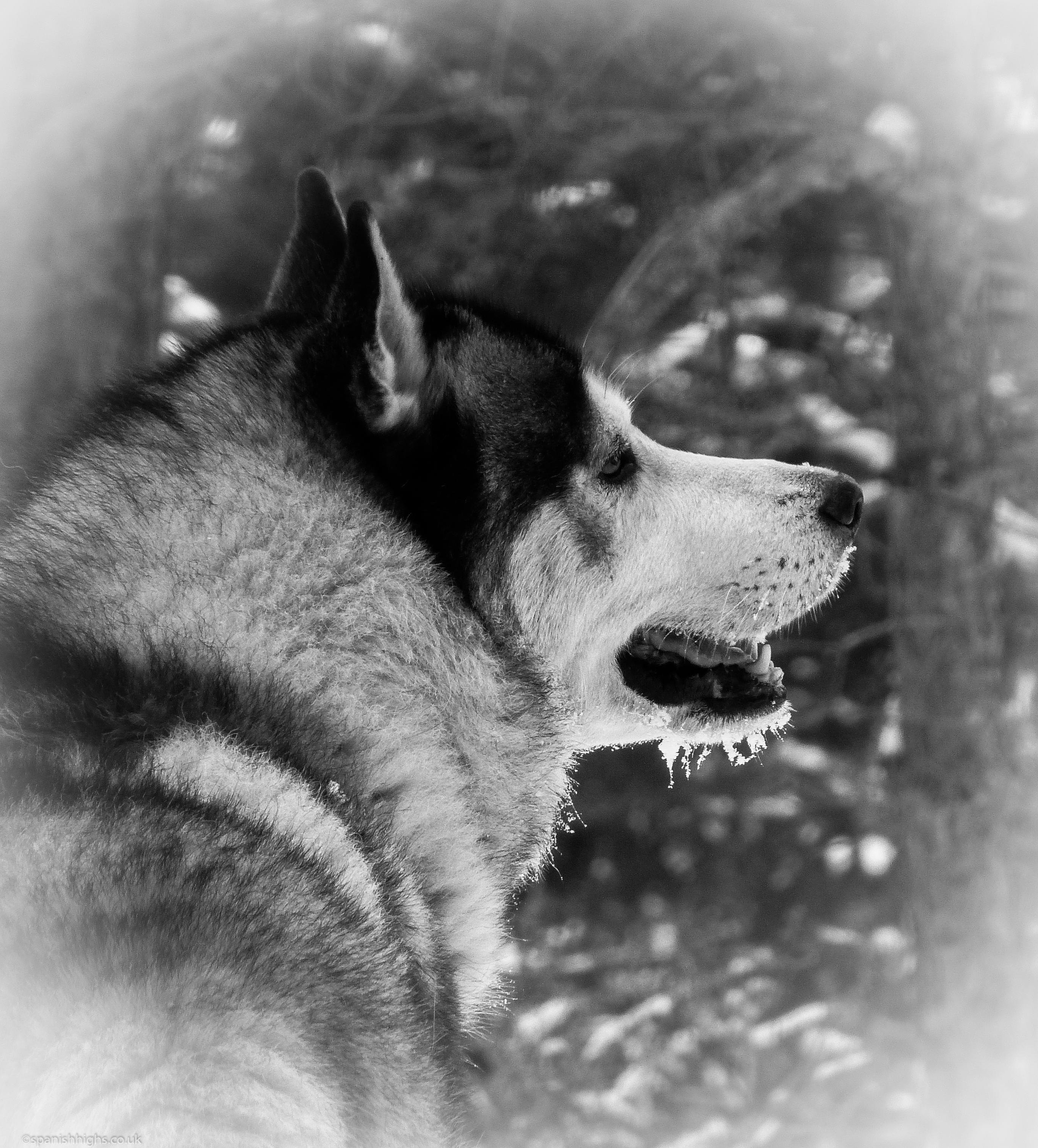 Black and white picture of a black and white Siberian husky. Side view of his head, sporting a snow beard.