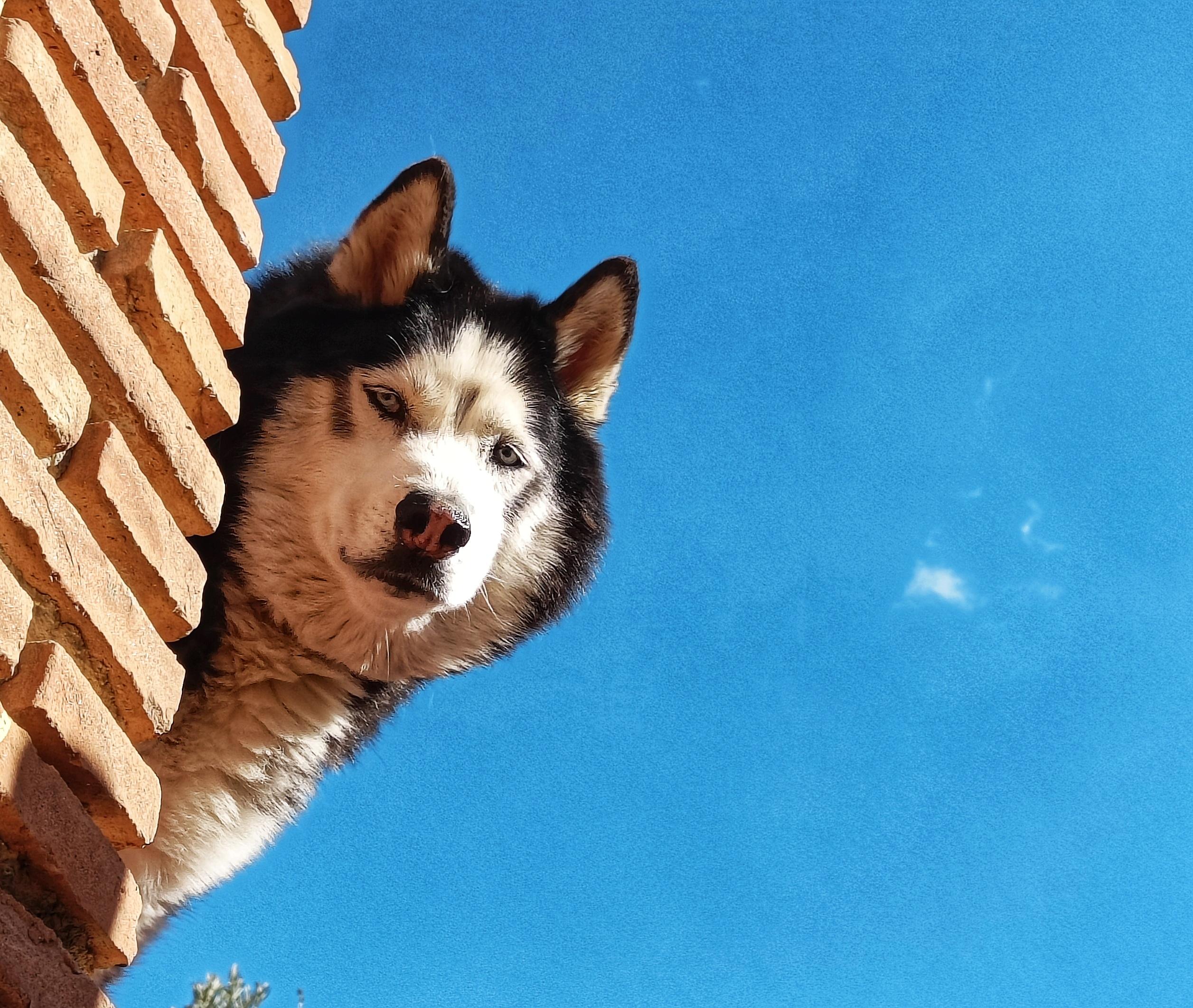 The face of a black and white blue eyed husky looking down at the photographer. A blue sky surrounds him on one side and a brick pillar is on the other.