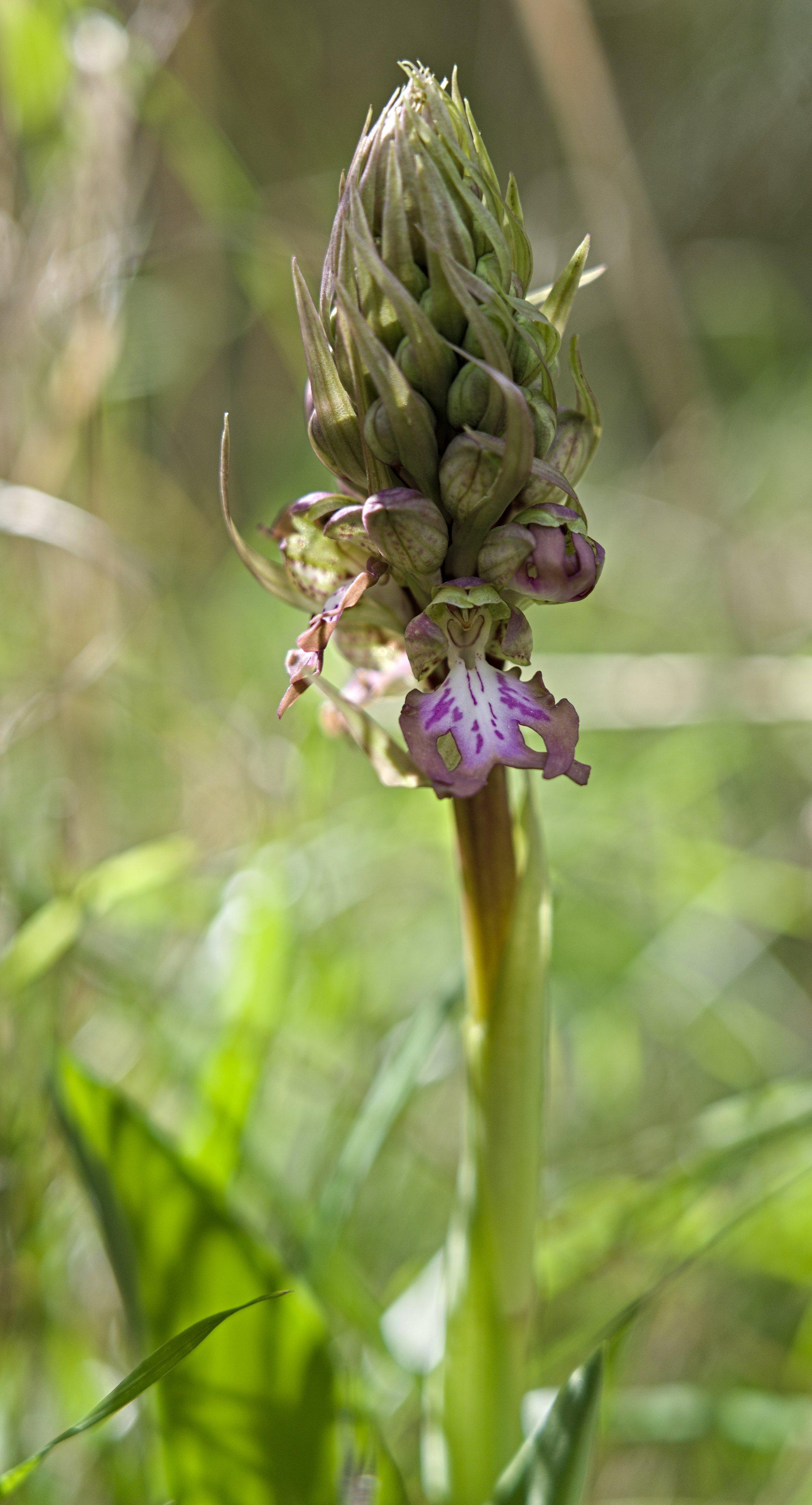 A wild Giant orchid just starting to unfurl flowers. The background is burred out. The open flower is facing the camera, it has pink markings on a white to pinkish flower. 