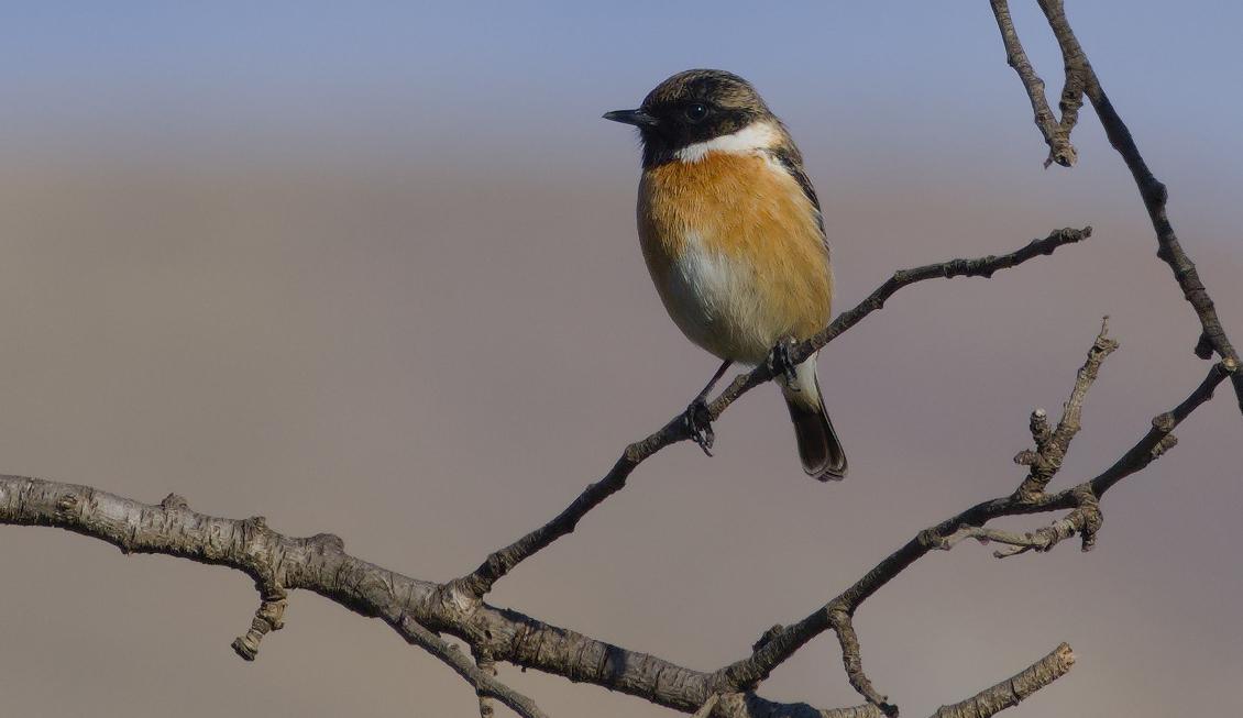 A small bird perched on a twig. A male Stonechat. A branch comes lower left to right with a couple of twigs lower centre to right. The bird has a reddish chest, a white collar and a black head.