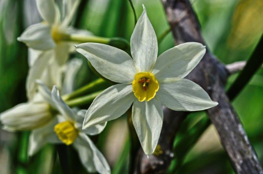 A flower with 6 white petals and a yellow trumpet in the middle facing the camera. Behind are more of the same flower but blurred out a little.